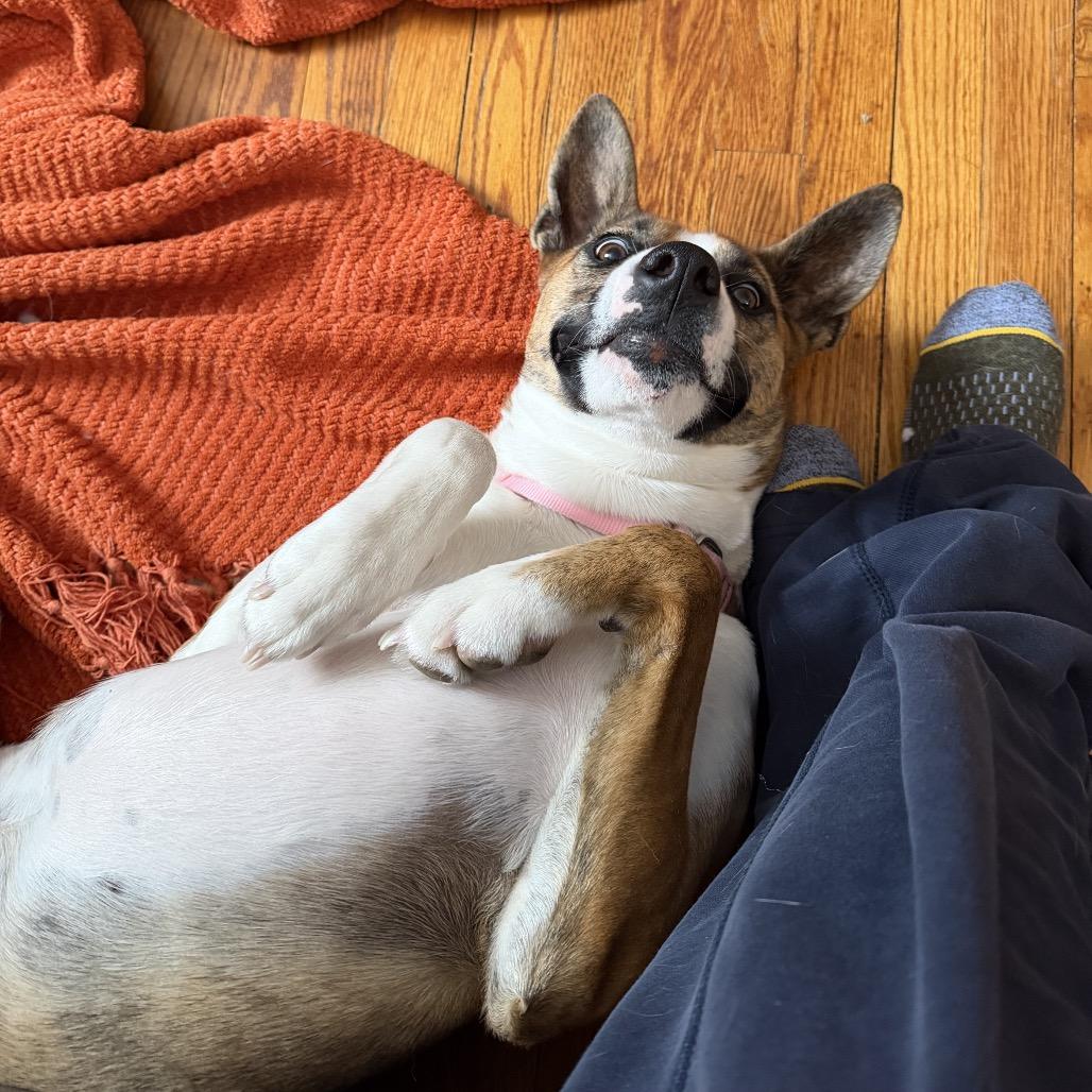 Enlarge Ginger, a Adoptable mixed breed in Brockton, MA image 6/6