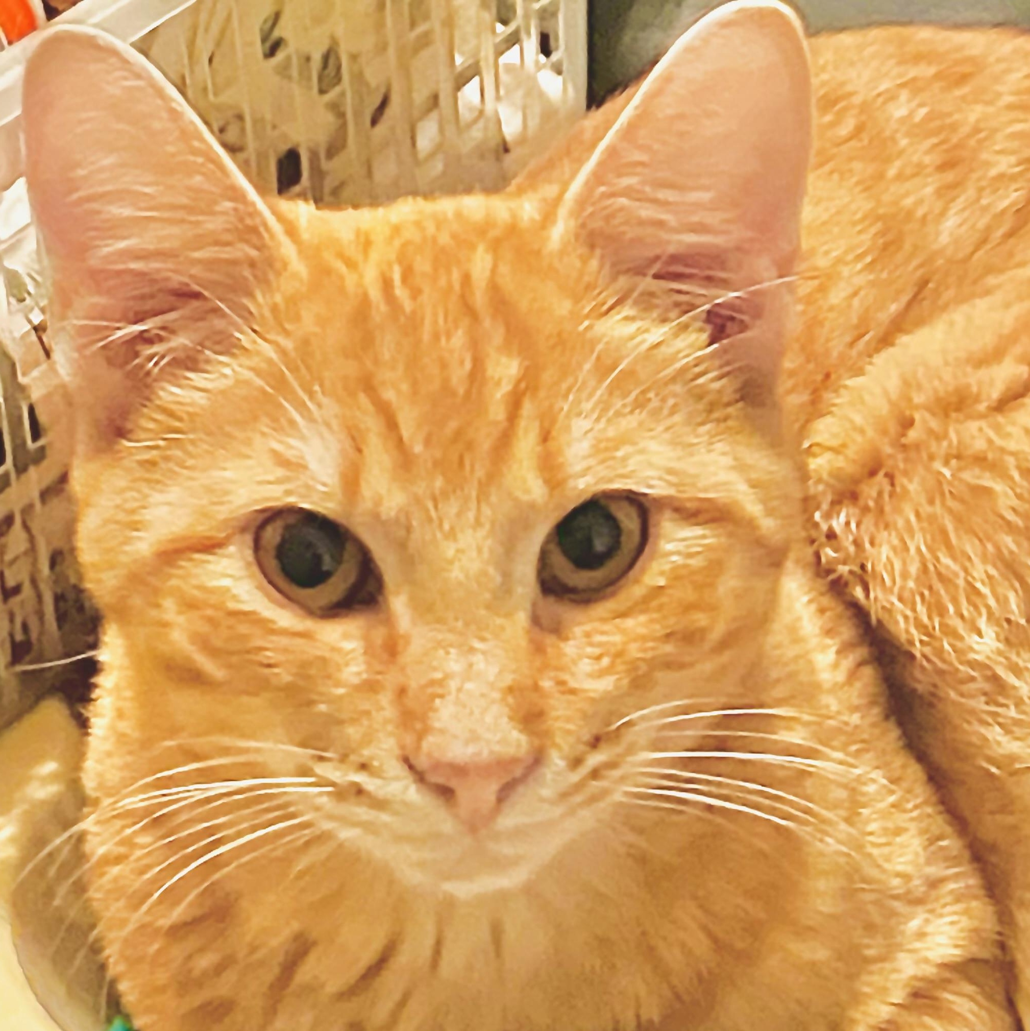 Peyton, adopted, Kitten Male Tabby.