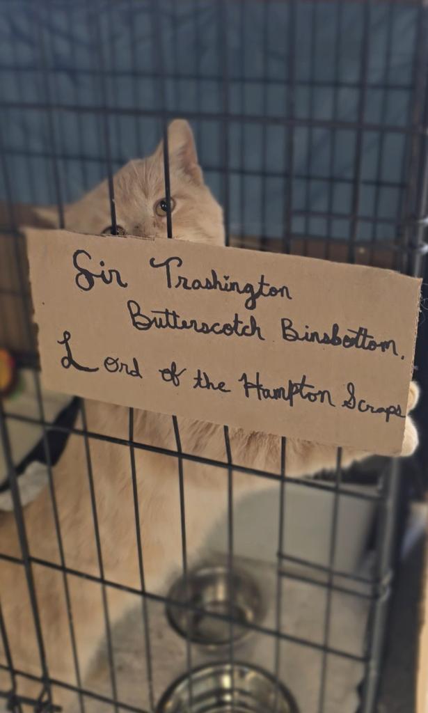 Enlarge Sir Trashington Butterscotch Binsbottom Lord of the Hampton Scrapps, a Adoptable mixed breed in Athens, OH image 1/1