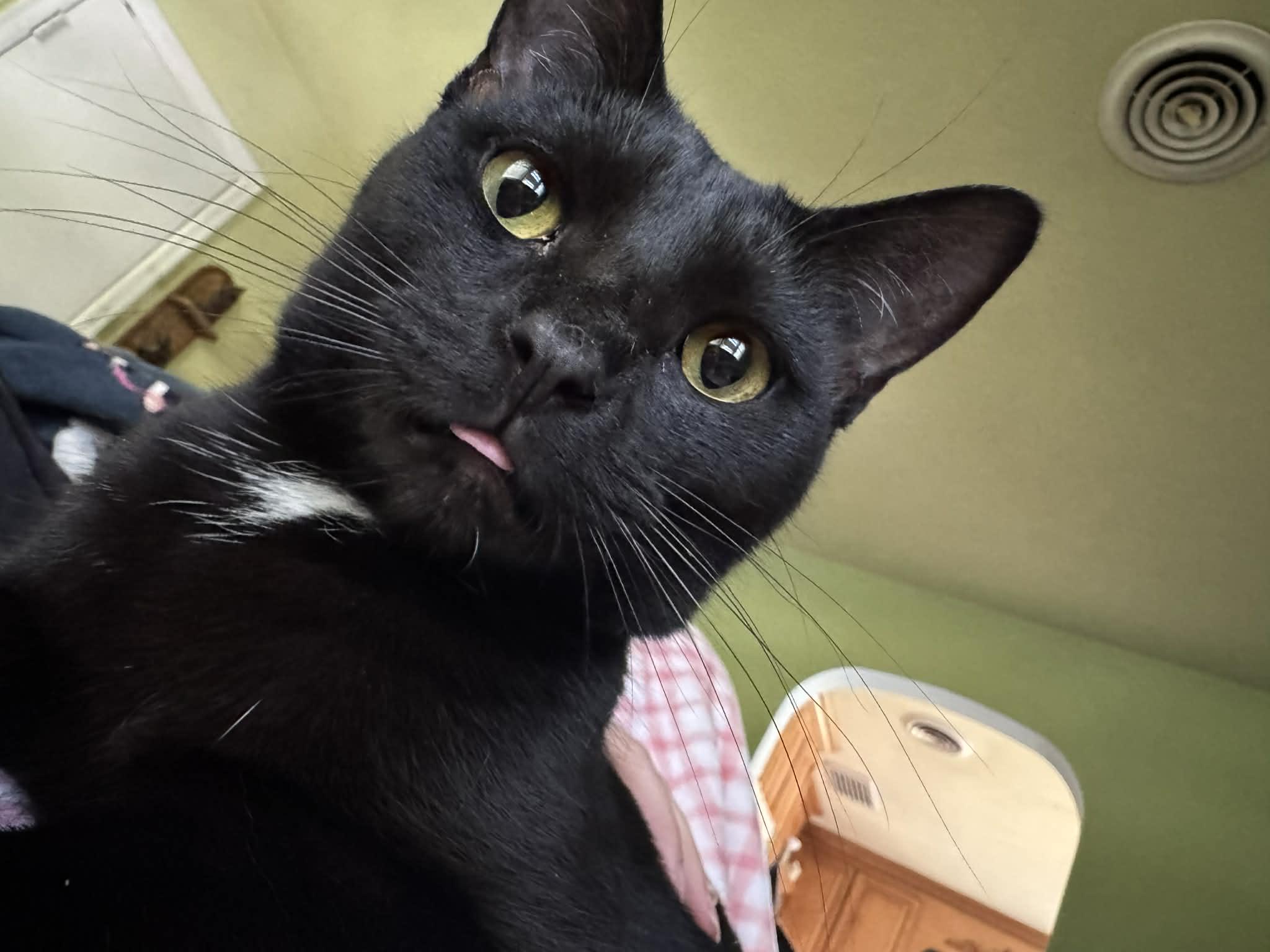 Enlarge Leo, an adoptable Domestic Short Hair in Campbellsville, KY image 1/3