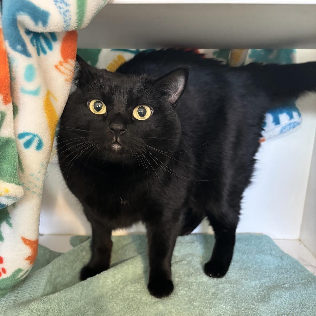 Ruby Rose, Adoptable, Adult Female Domestic Short Hair.