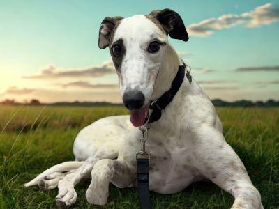 Zina (aka Tmc Turbo Zina), Adoptable, Adult Female Greyhound.