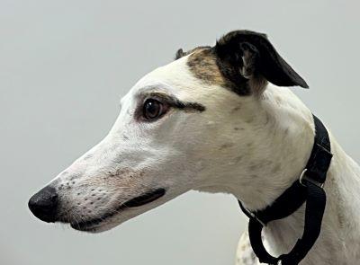 Zina (aka Tmc Turbo Zina), a Adoptable Greyhound in Dallas, TX image 2/2