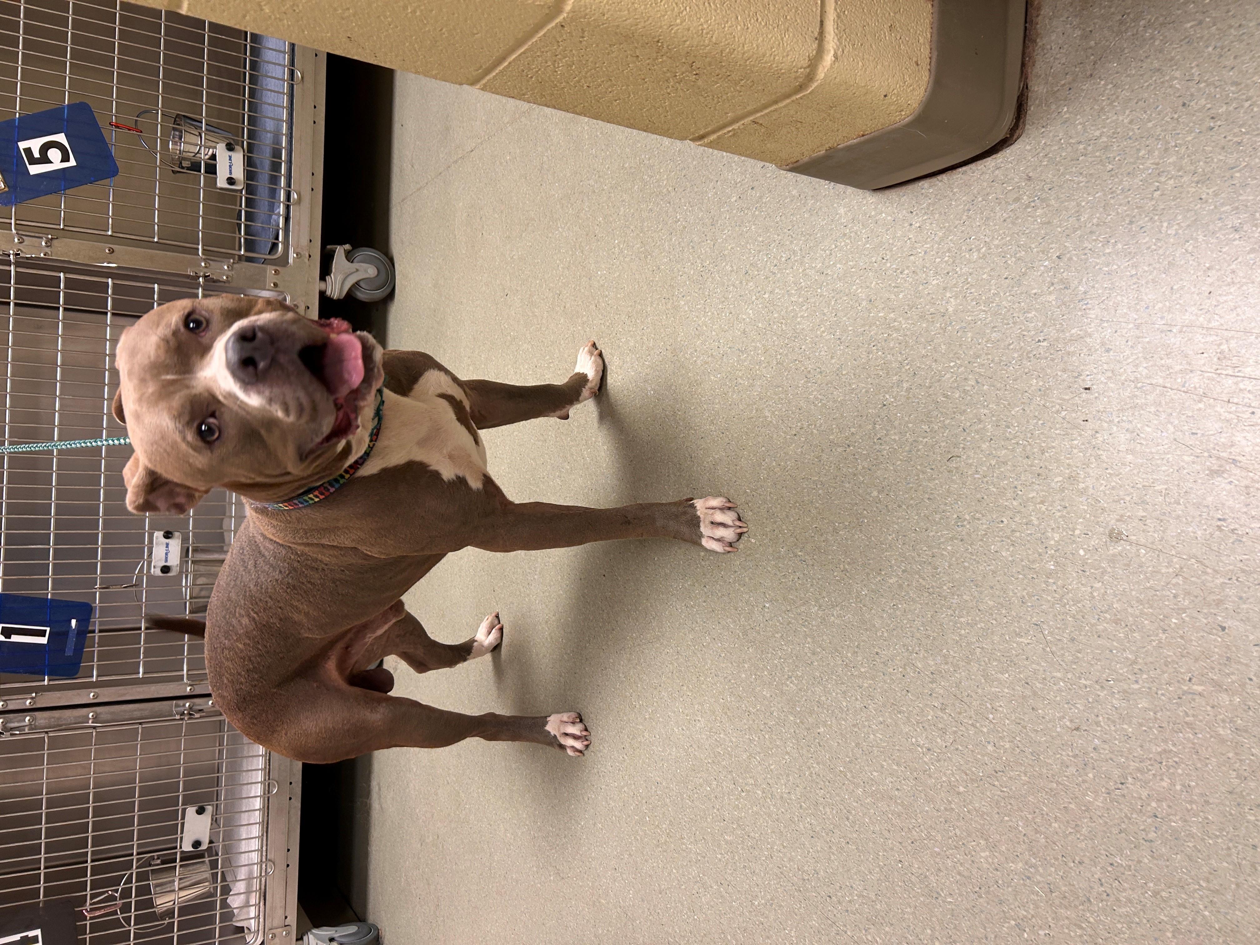 25-0508 "CareBear", Adoptable, Adult Male Pit Bull Terrier.