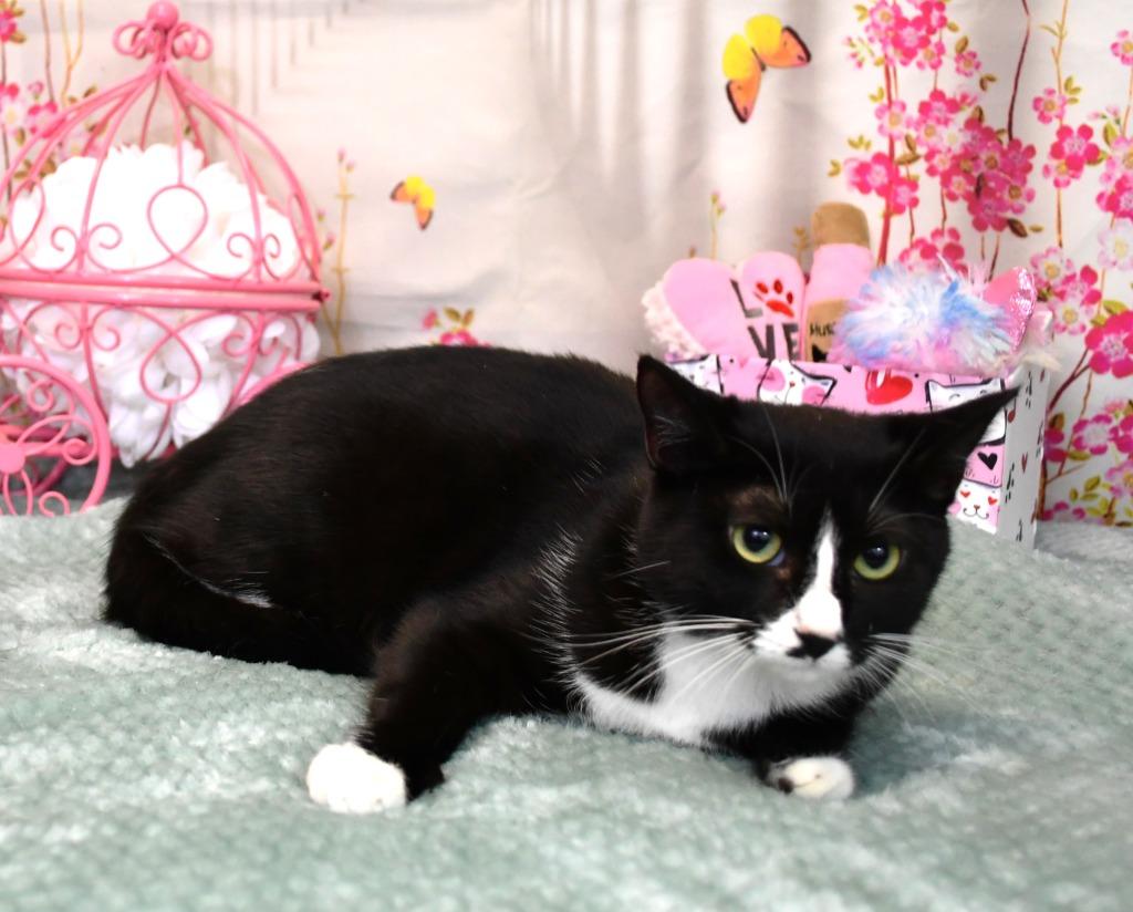 Quinlan, Adoptable, Young Female Domestic Short Hair.