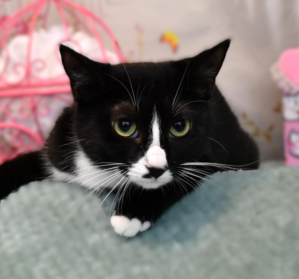 Enlarge Quinlan, a Adoptable mixed breed in Roanoke, TX image 1/3