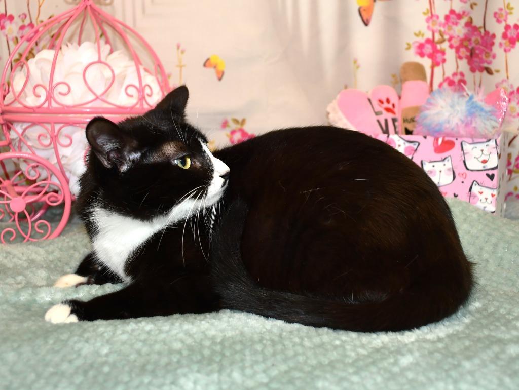 Enlarge Quinlan, a Adoptable mixed breed in Roanoke, TX image 3/3