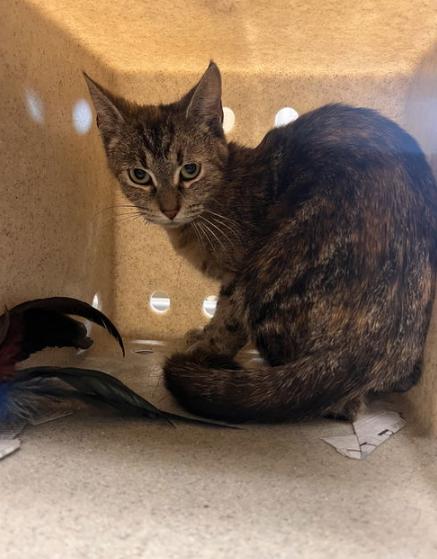 178429 Taja, Adult Female Domestic Short Hair