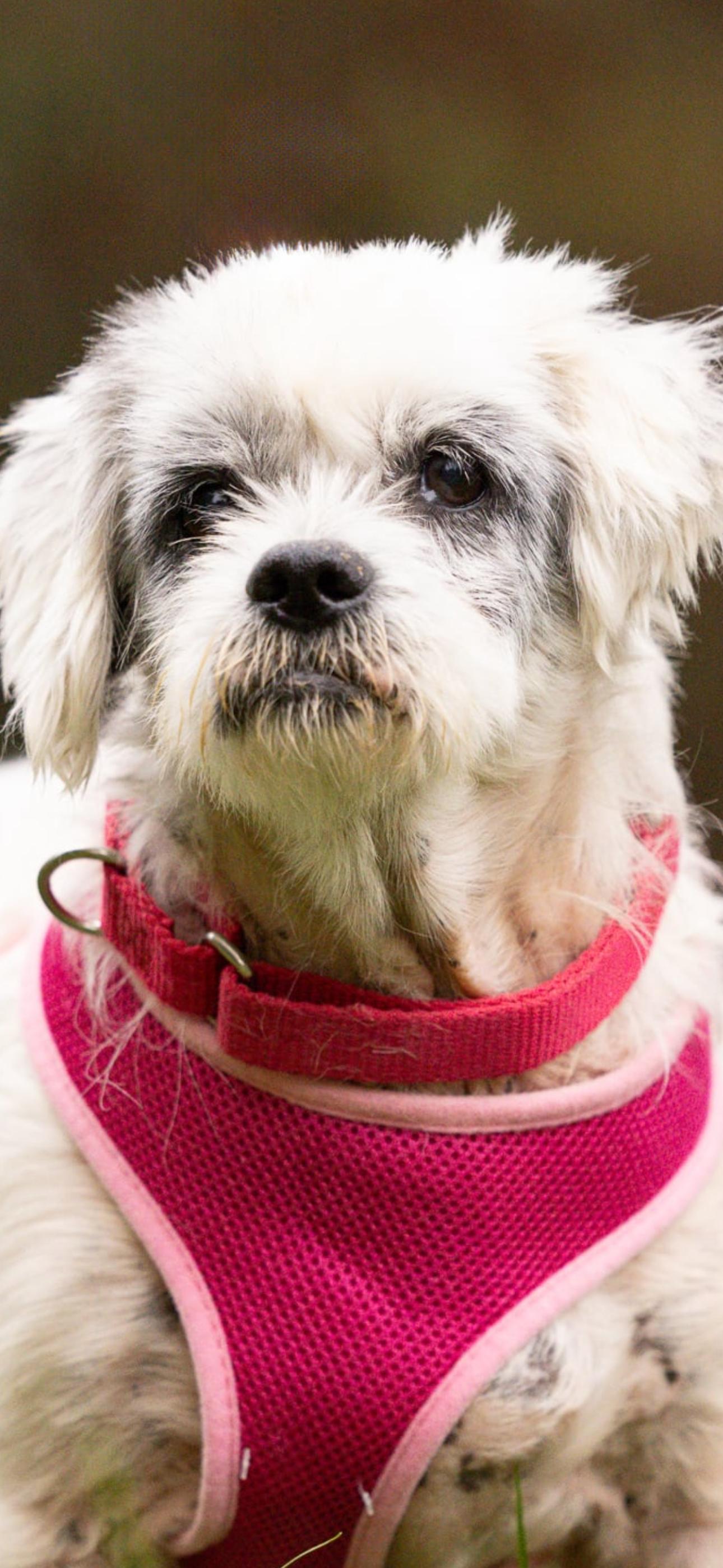 Lolly, ADOPTABLE, Senior Female Shih Tzu.