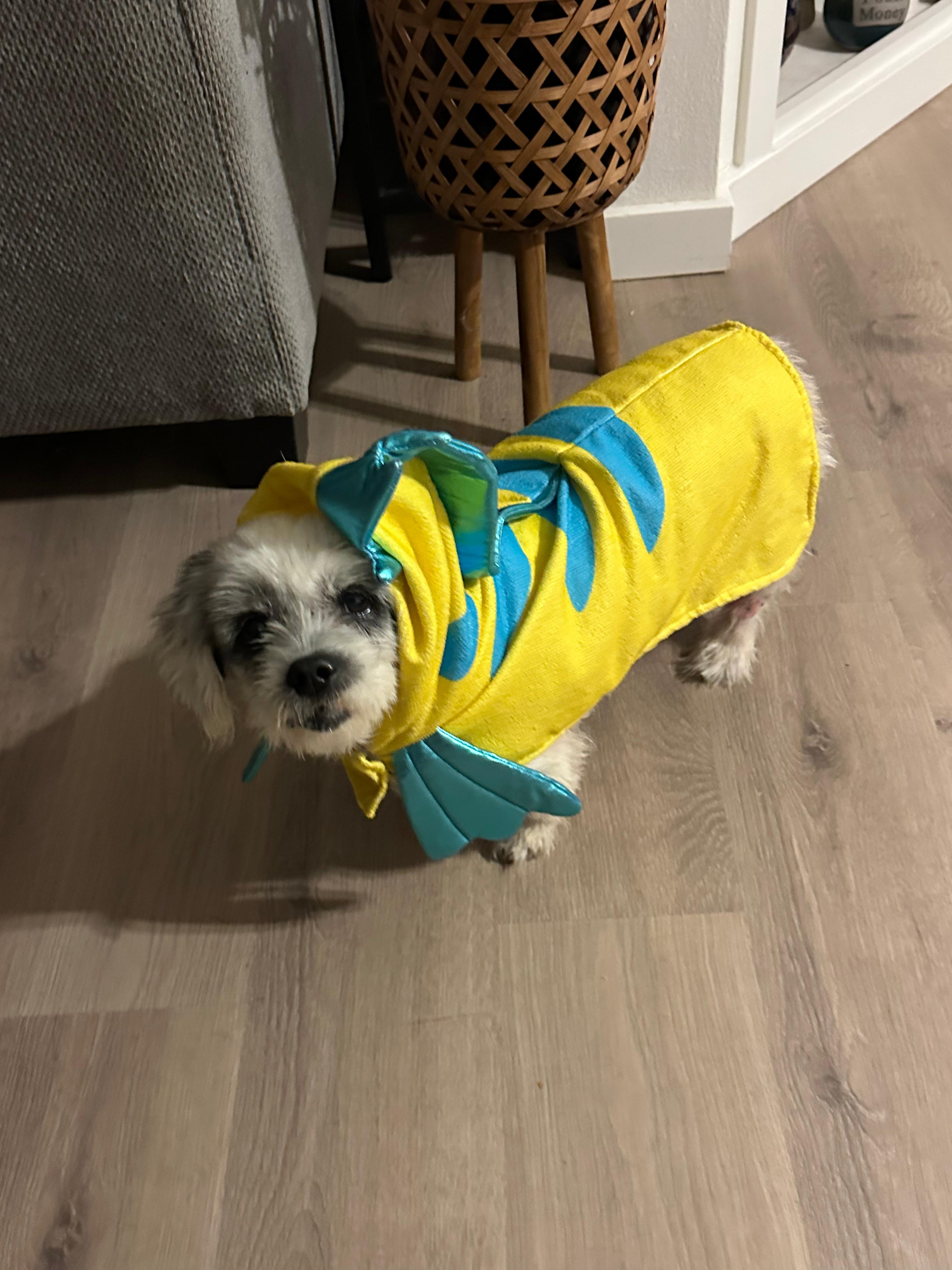 Enlarge Lolly, a ADOPTABLE Shih Tzu in Whitewater, WI image 2/5