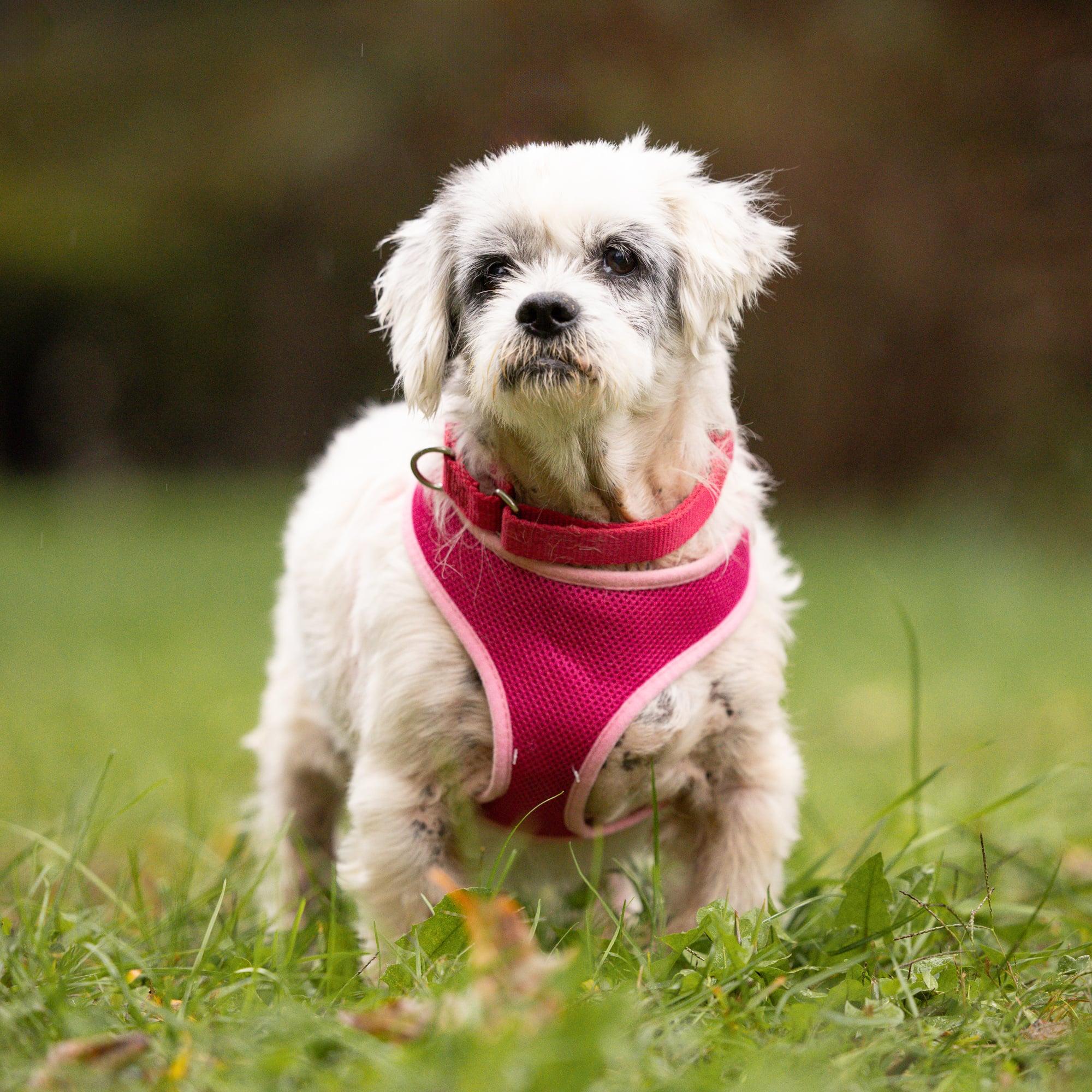 Enlarge Lolly, a ADOPTABLE Shih Tzu in Whitewater, WI image 3/5