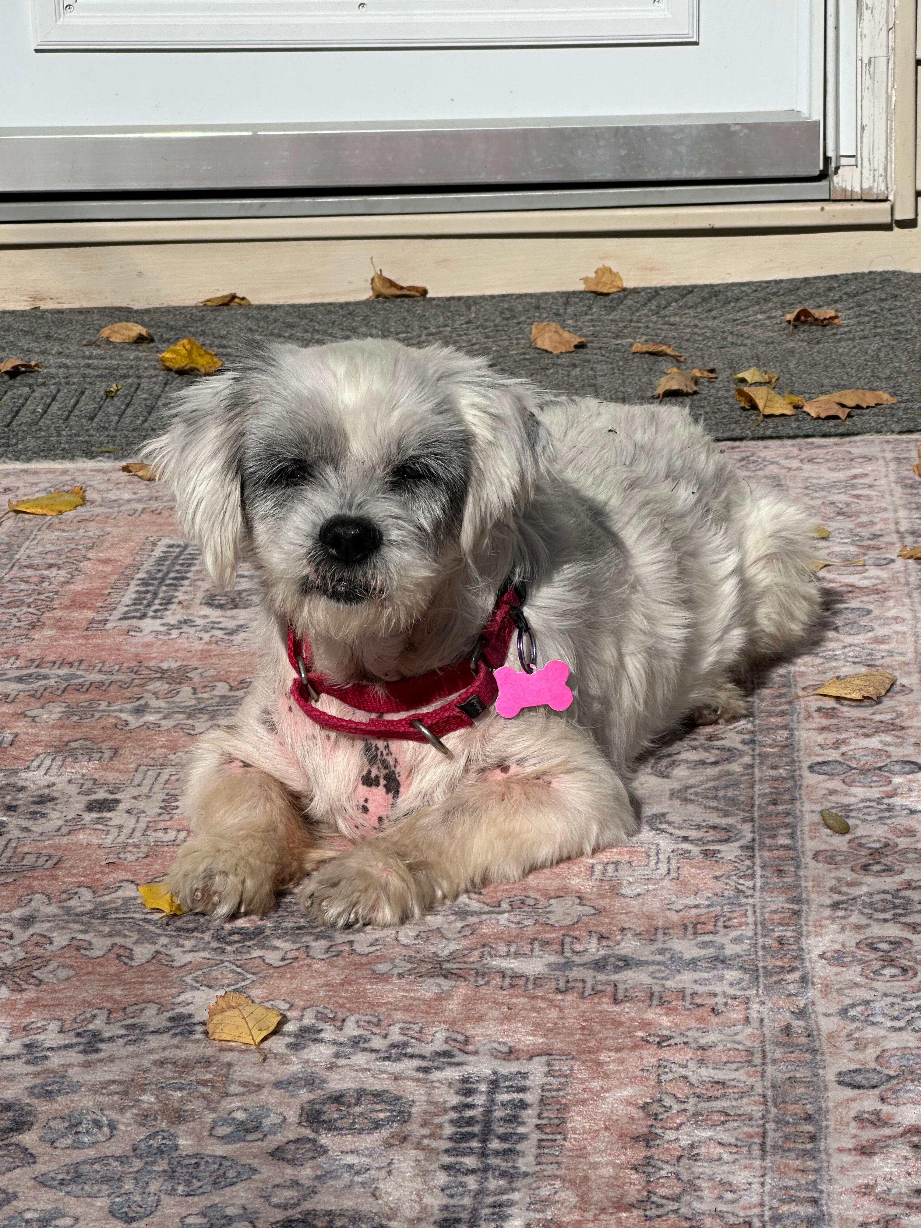 Enlarge Lolly, a ADOPTABLE Shih Tzu in Whitewater, WI image 4/5