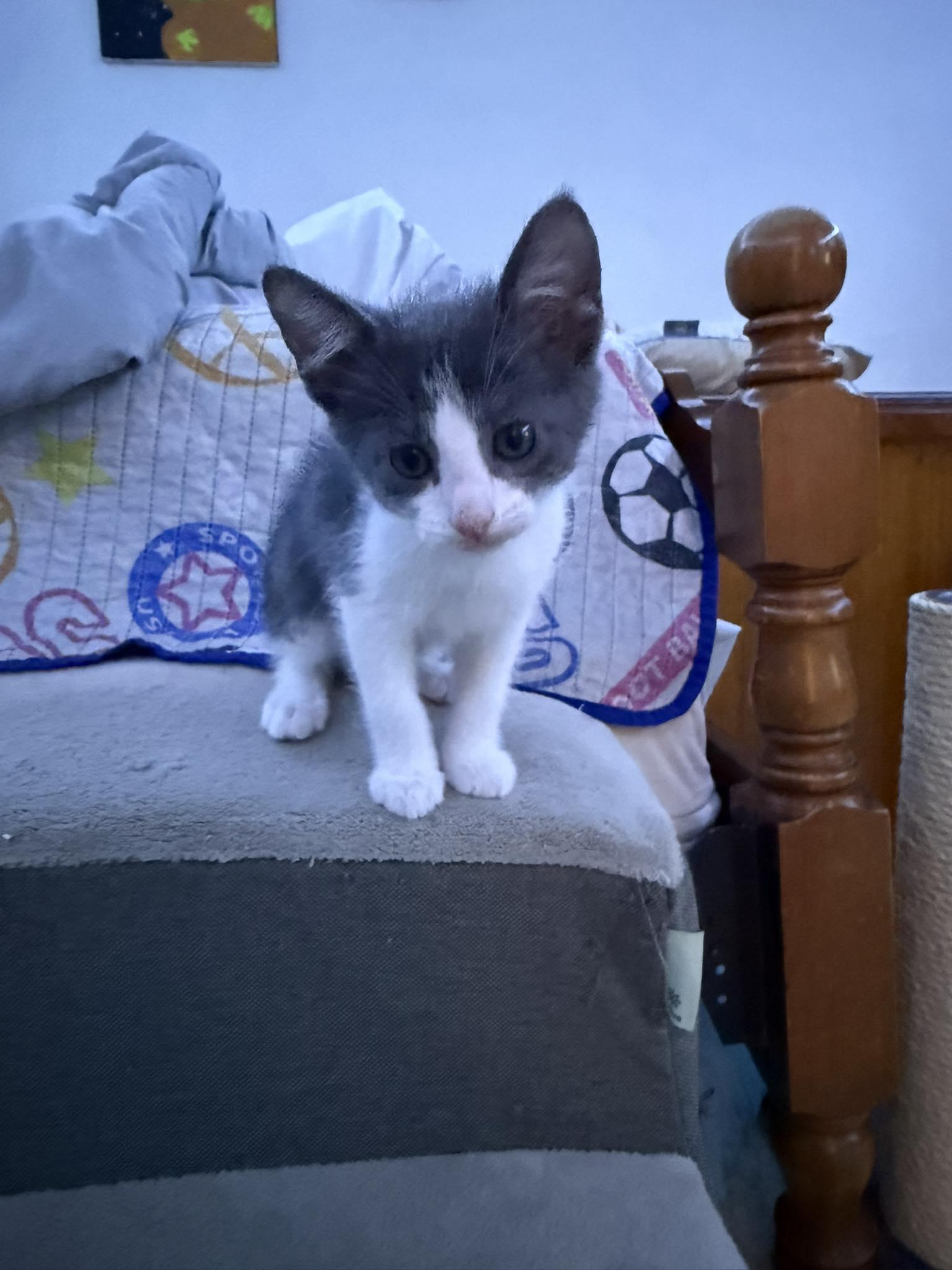 Taffy, adopted, Kitten Male Domestic Short Hair.