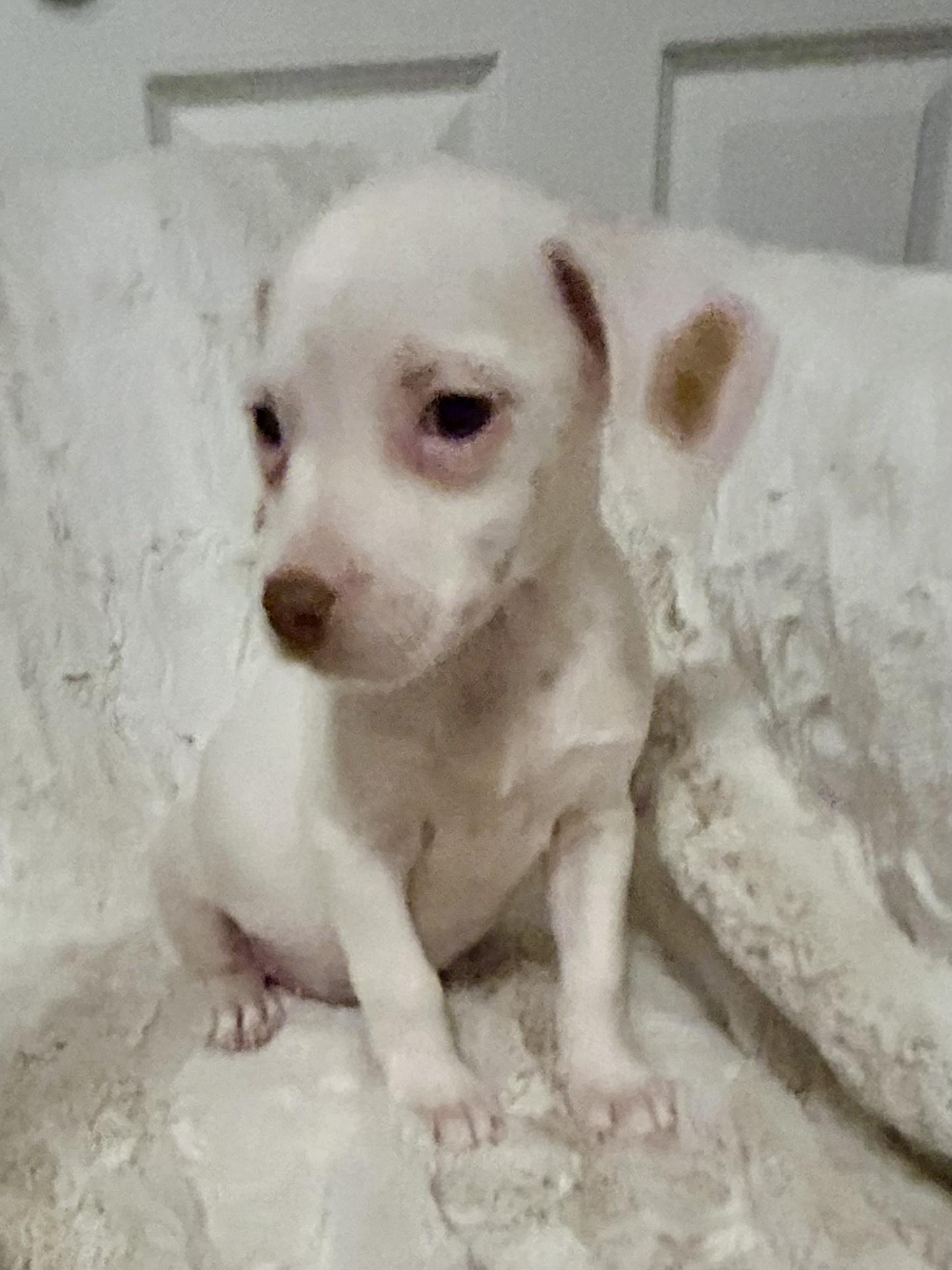 PENELOPE