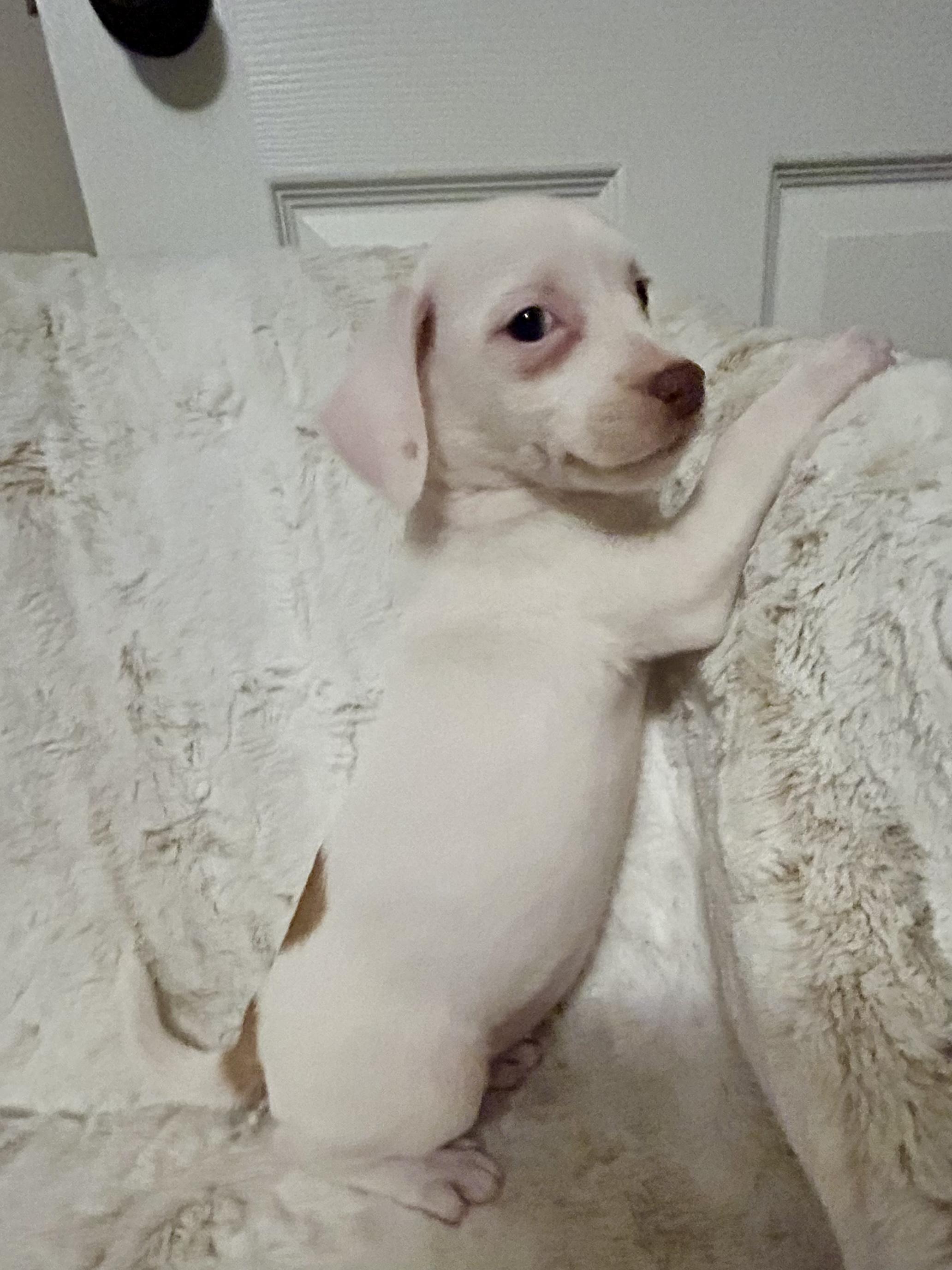 PENELOPE