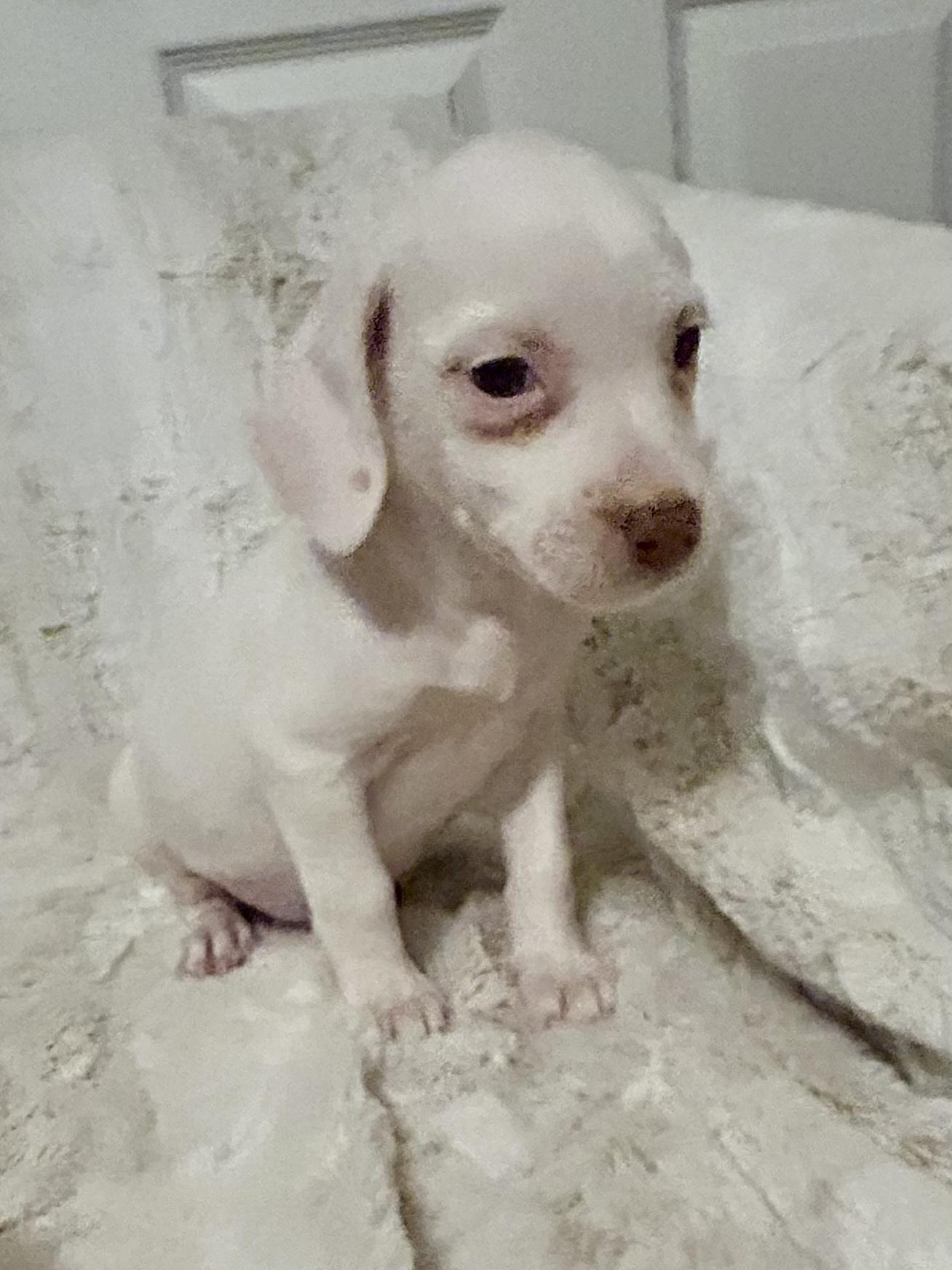 PENELOPE