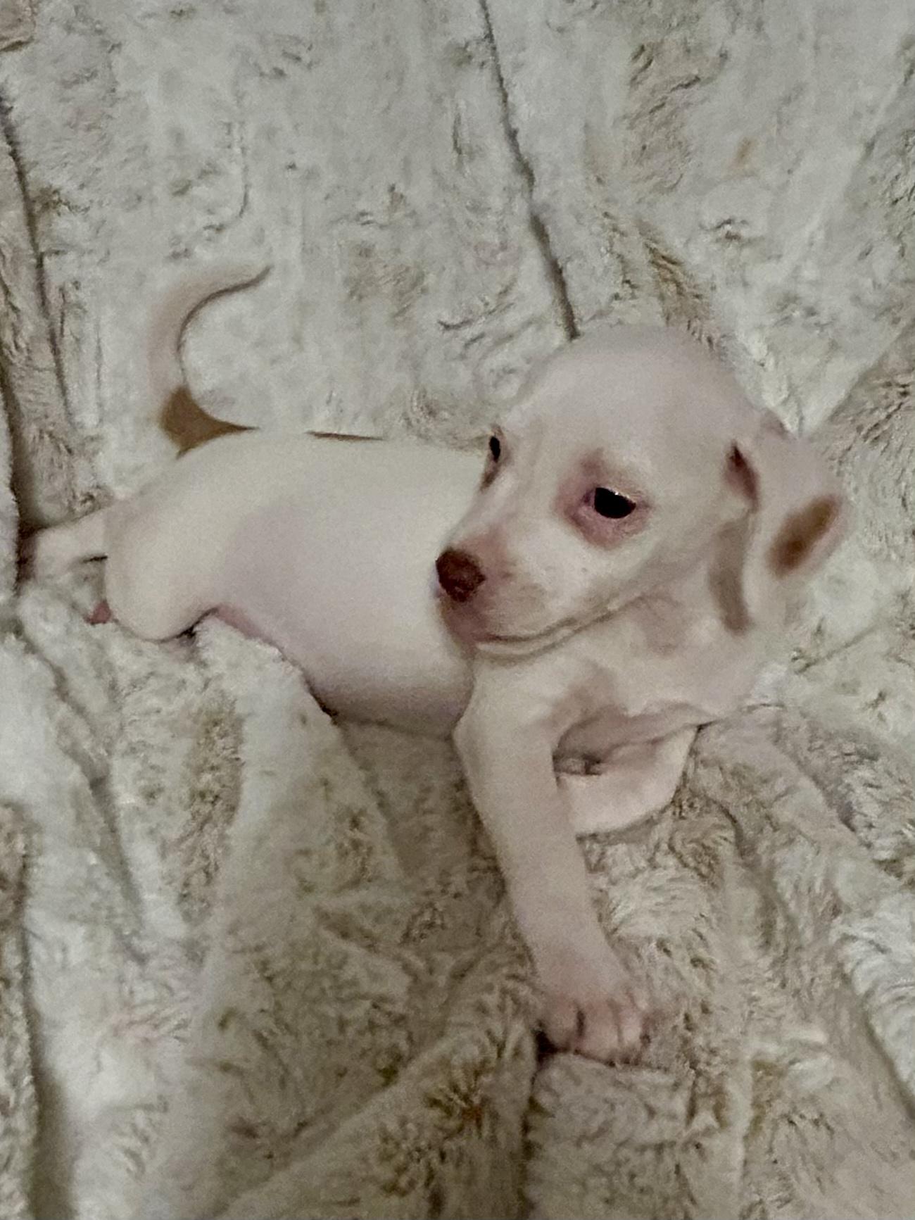 PENELOPE