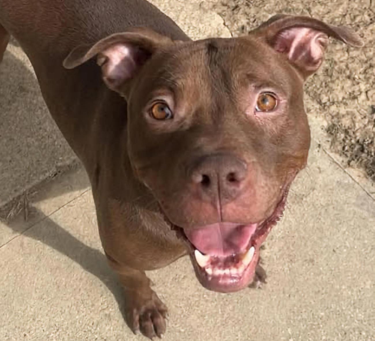 Neyo, ADOPTABLE, Adult Male Pit Bull Terrier.