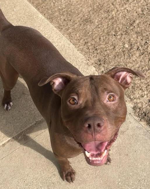 Enlarge Neyo, a ADOPTABLE mixed breed in Euclid, OH image 2/2