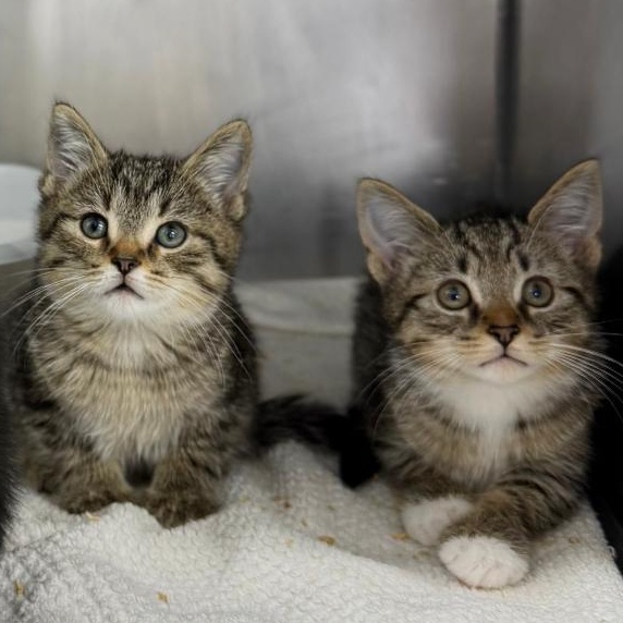 Enlarge Shawnee, a ADOPTABLE Domestic Short Hair in Mount Vernon, OH image 1/1