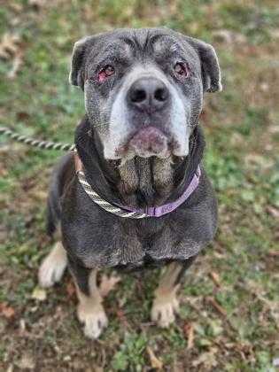 Liberty, Adoptable, Adult Female Cane Corso.