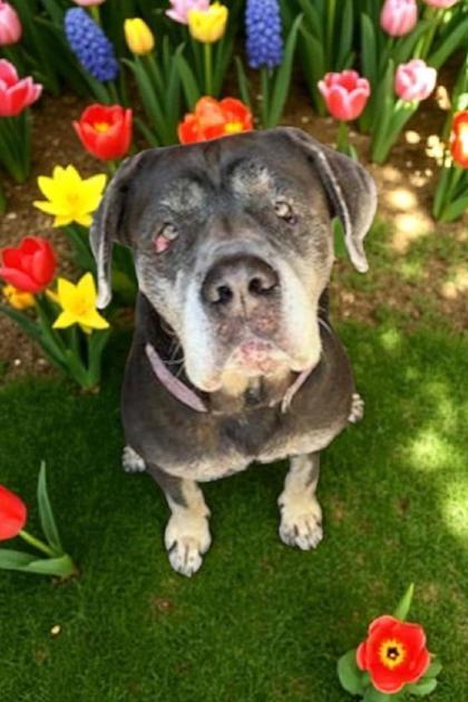 Liberty, Adoptable, Adult Female Cane Corso.