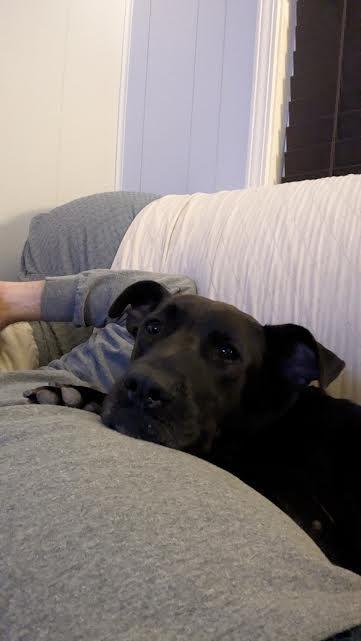 Enlarge Kakashi (150411) (In a foster home), a Adoptable Labrador Retriever in Baton Rouge, LA image 1/4