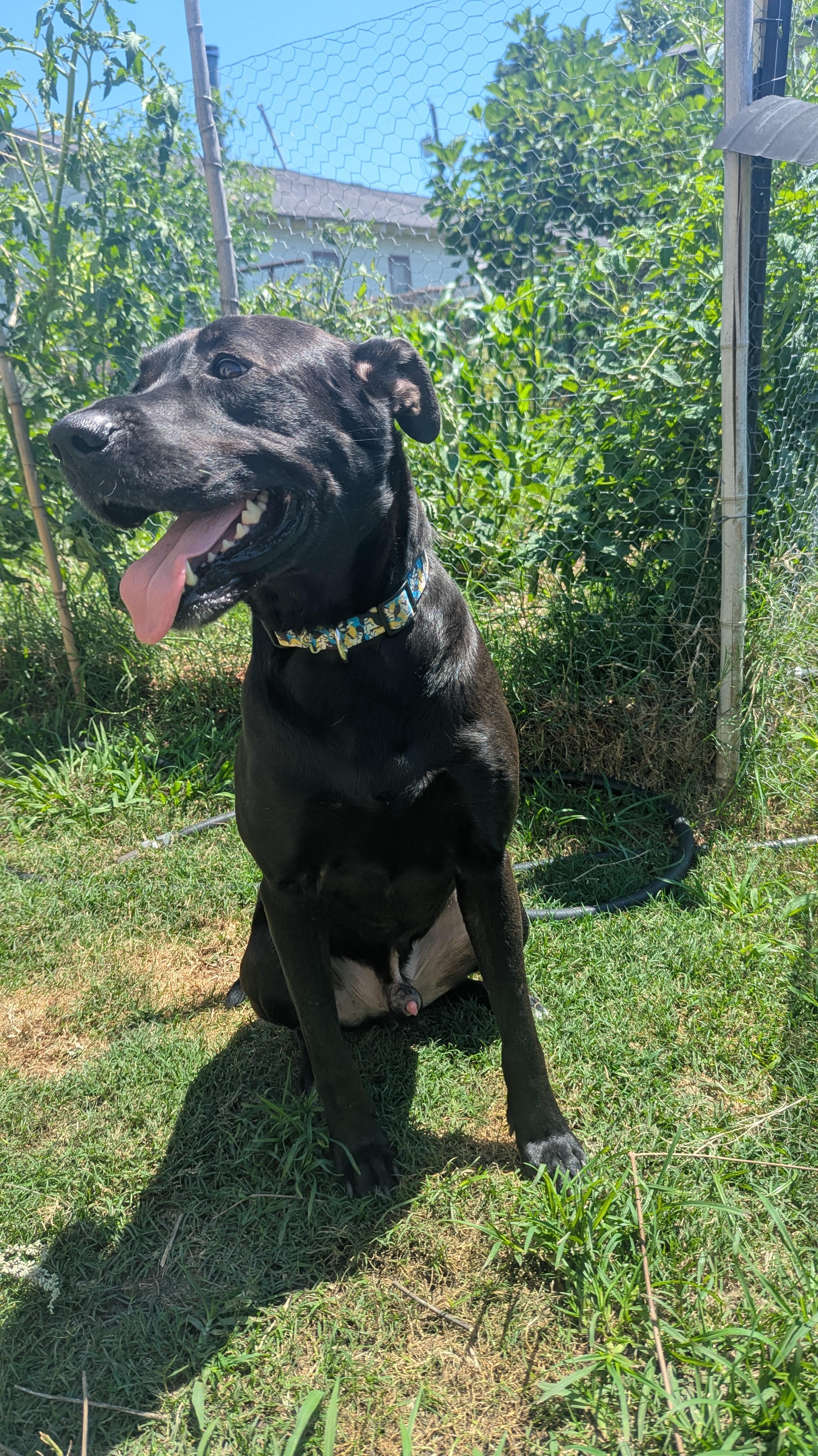 Enlarge Kakashi (150411) (In a foster home), a Adoptable Labrador Retriever in Baton Rouge, LA image 2/4