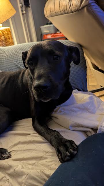 Enlarge Kakashi (150411) (In a foster home), a Adoptable Labrador Retriever in Baton Rouge, LA image 3/4