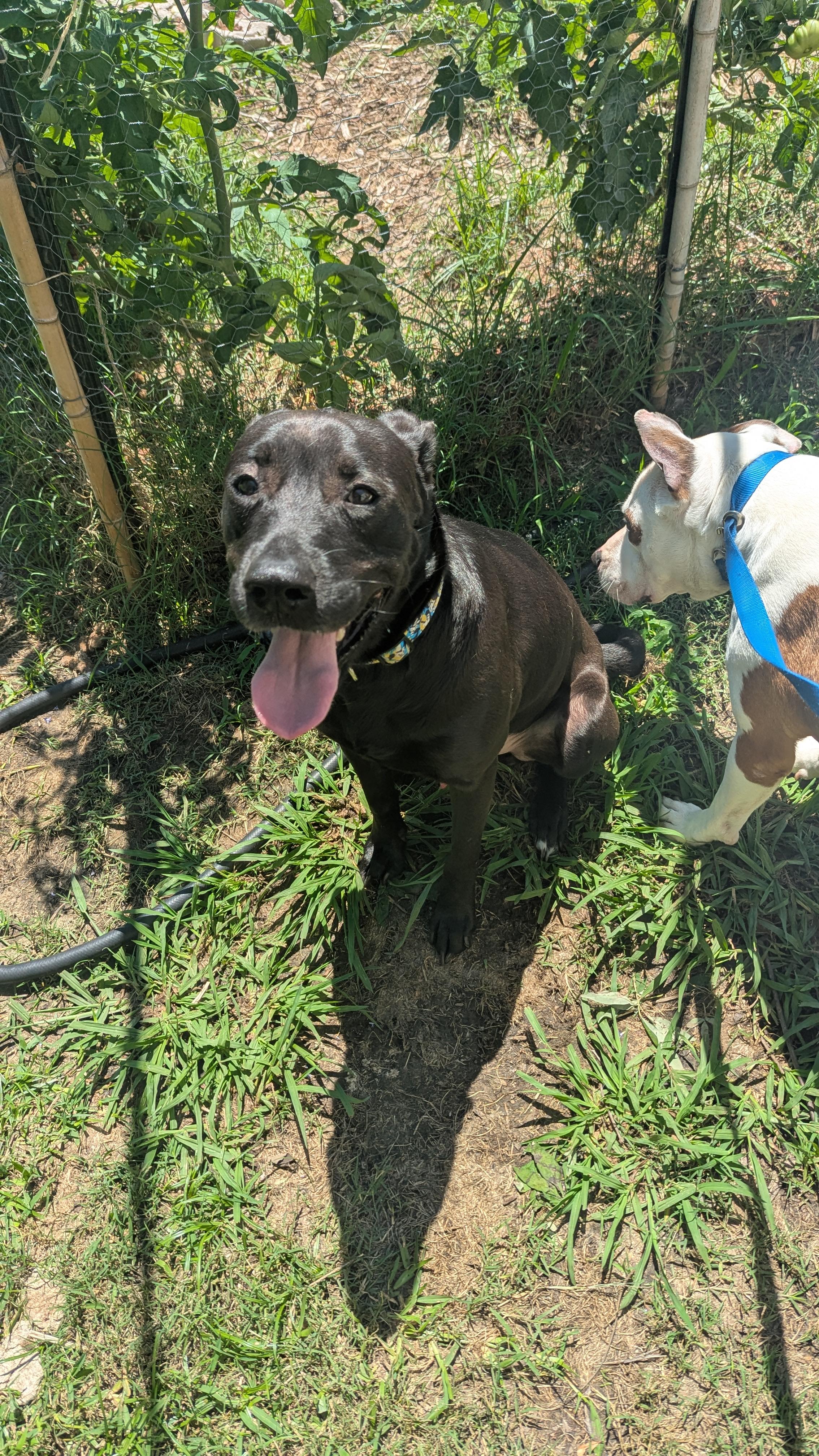 Enlarge Kakashi (150411) (In a foster home), a Adoptable Labrador Retriever in Baton Rouge, LA image 4/4