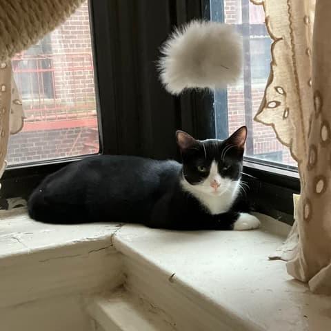 Hash Brown — thumbnail 3