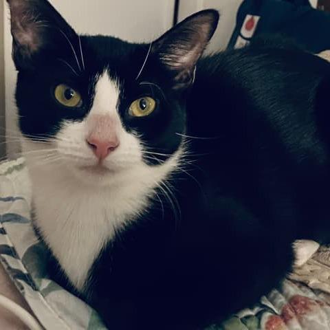 Hash Brown — thumbnail 4