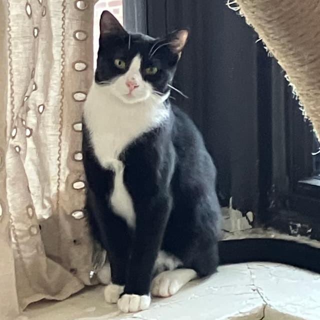 Hash Brown — thumbnail 5