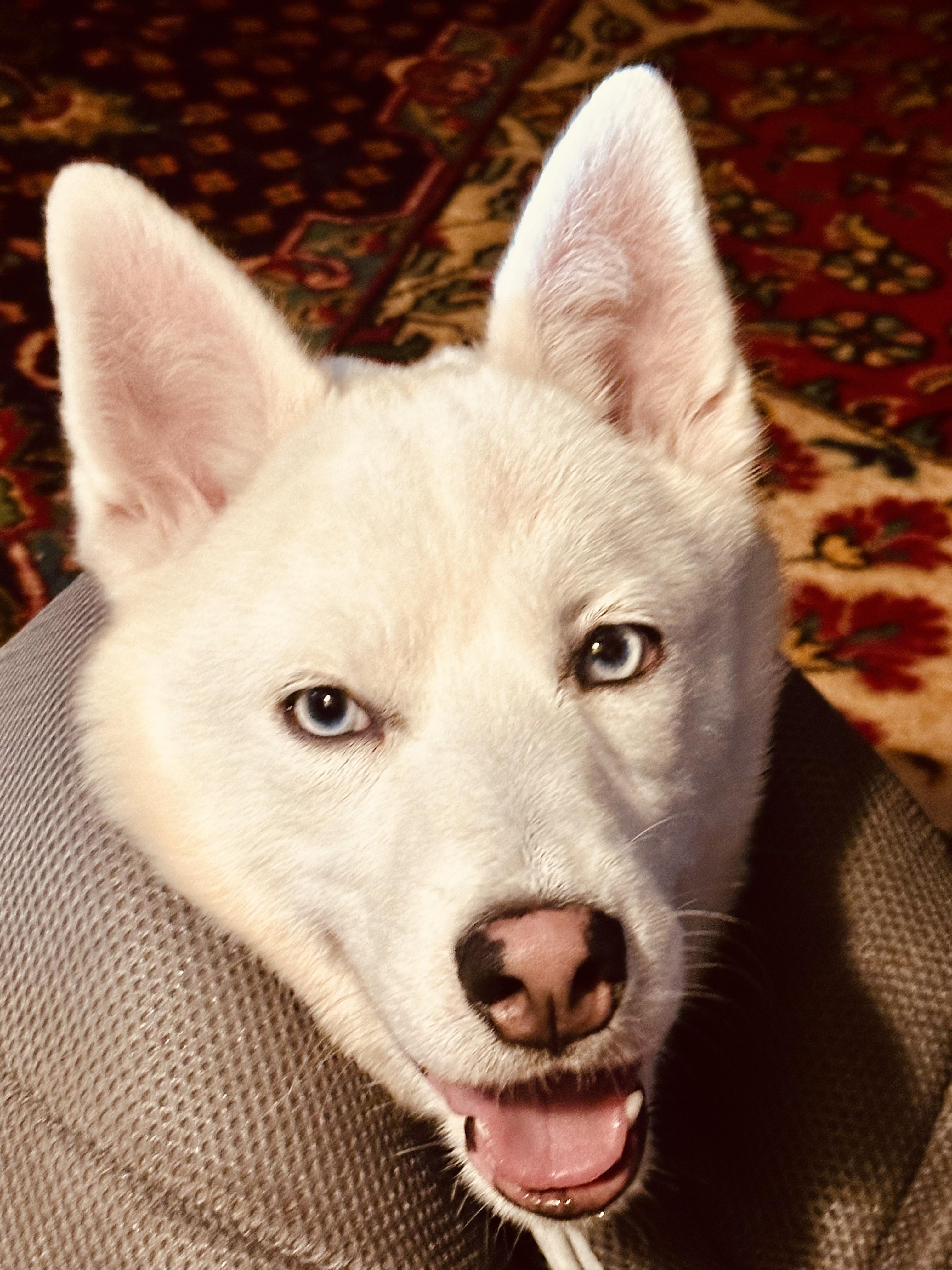 Enlarge Rivers, a Adopted Siberian Husky in Jasper, GA image 1/6