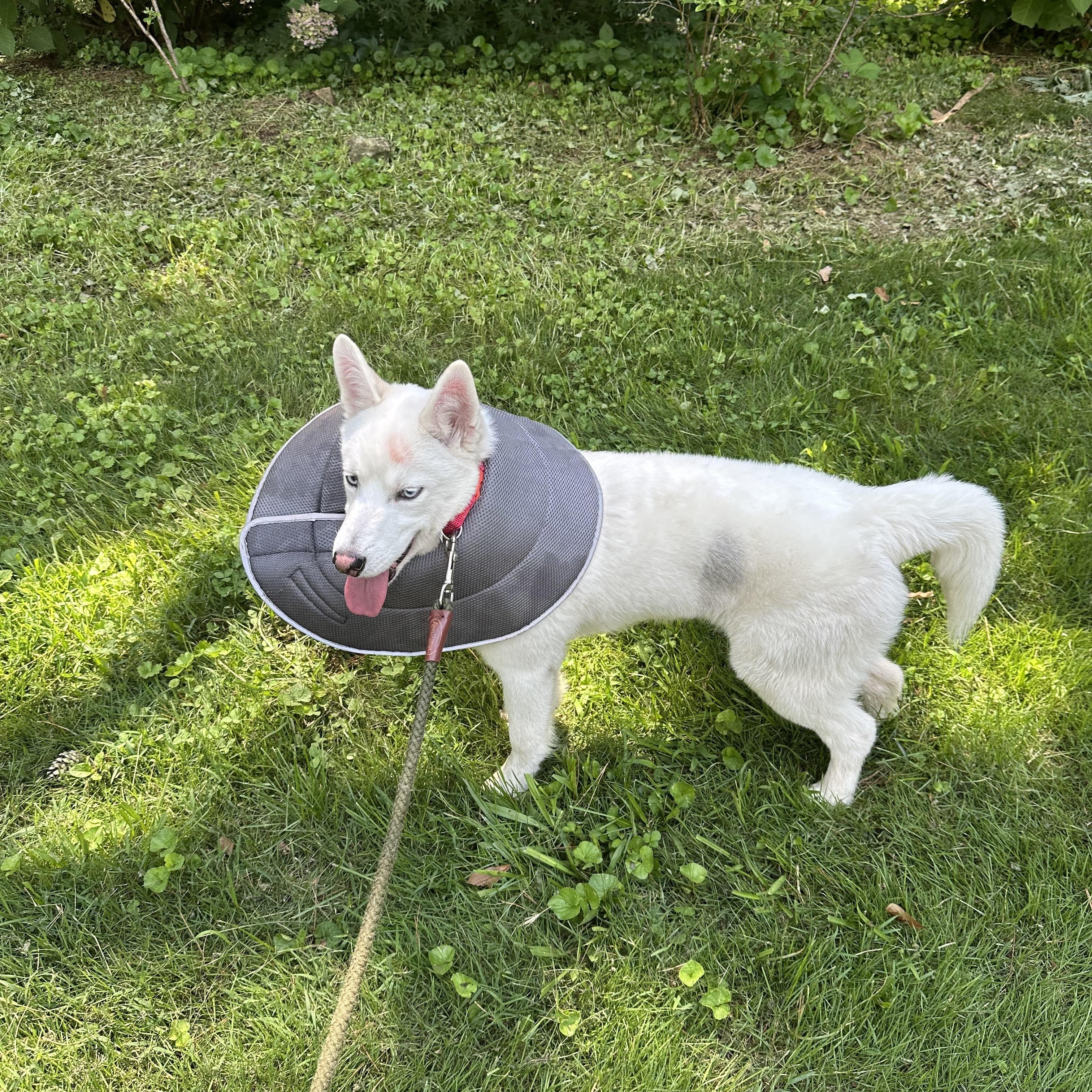 Enlarge Rivers, a Adopted Siberian Husky in Jasper, GA image 2/6