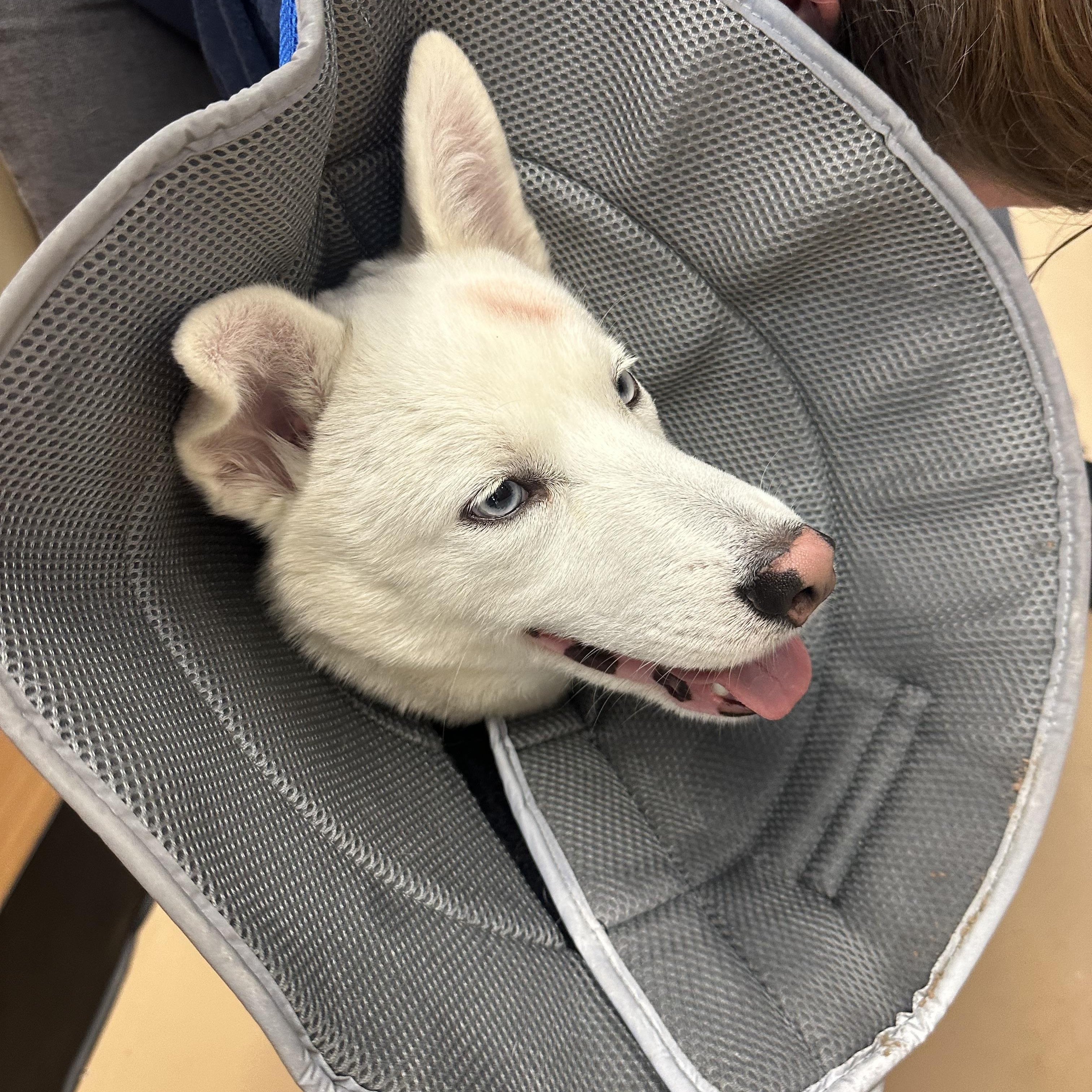 Enlarge Rivers, a Adopted Siberian Husky in Jasper, GA image 3/6