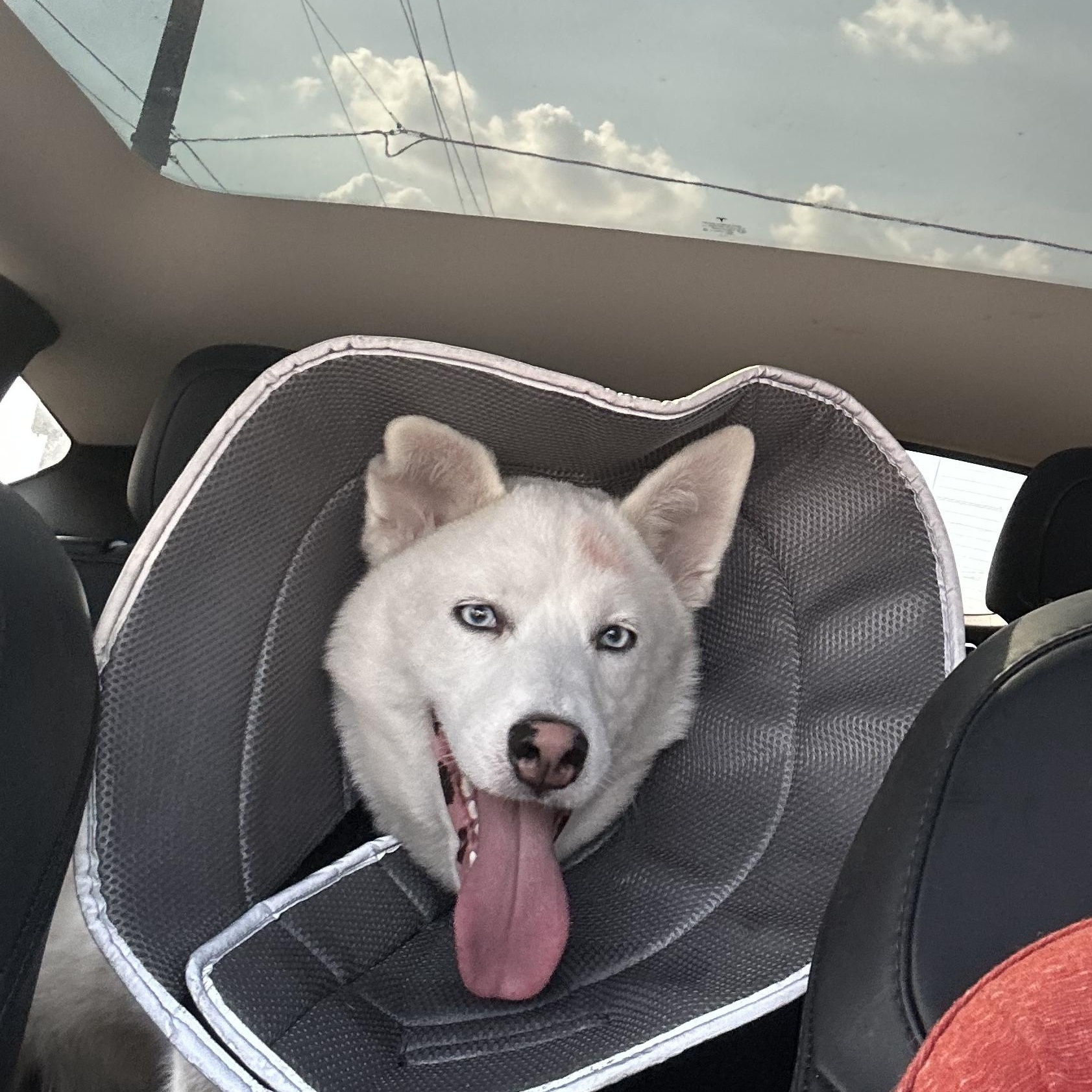 Enlarge Rivers, a Adopted Siberian Husky in Jasper, GA image 4/6