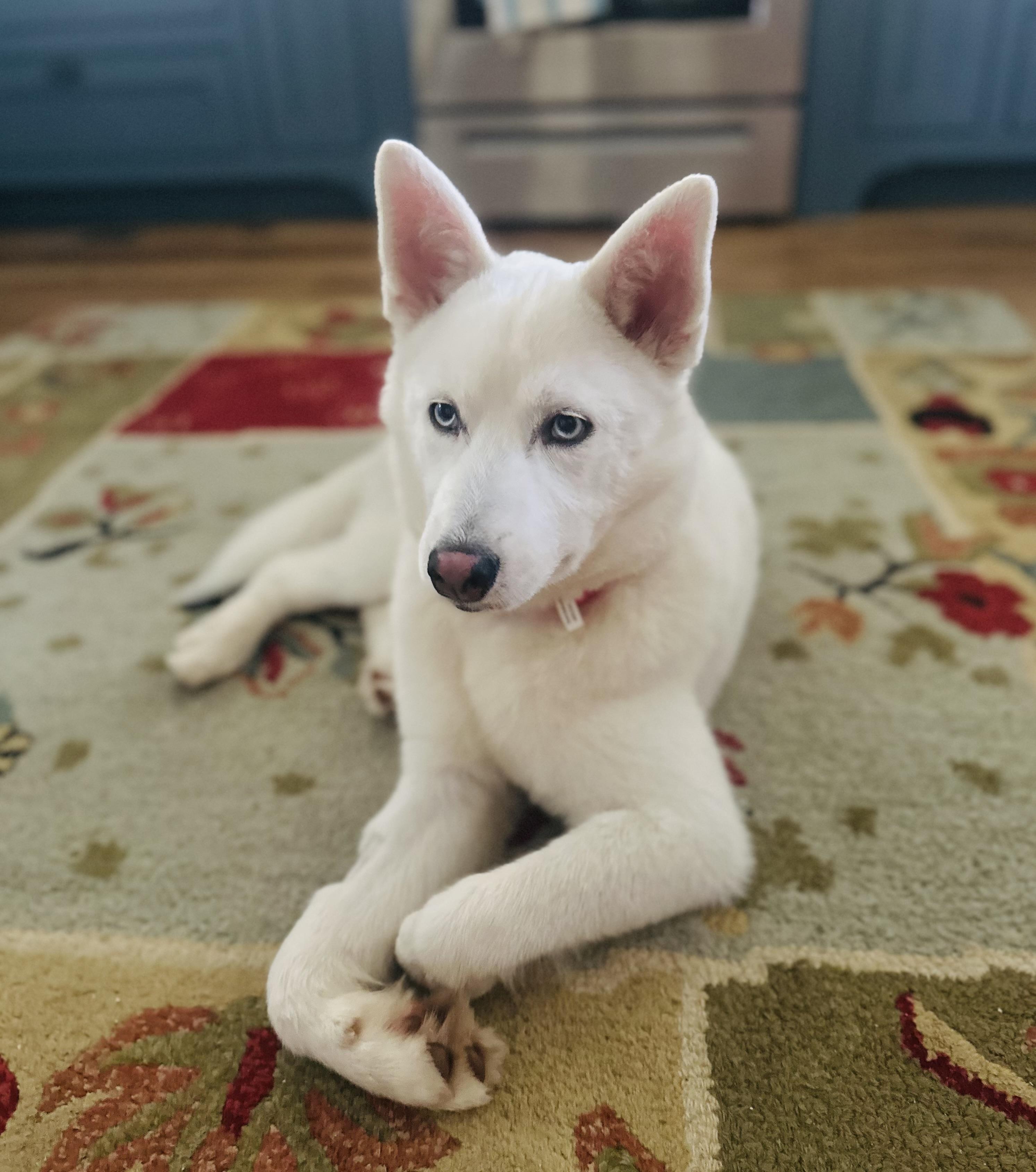 Enlarge Rivers, a Adopted Siberian Husky in Jasper, GA image 5/6