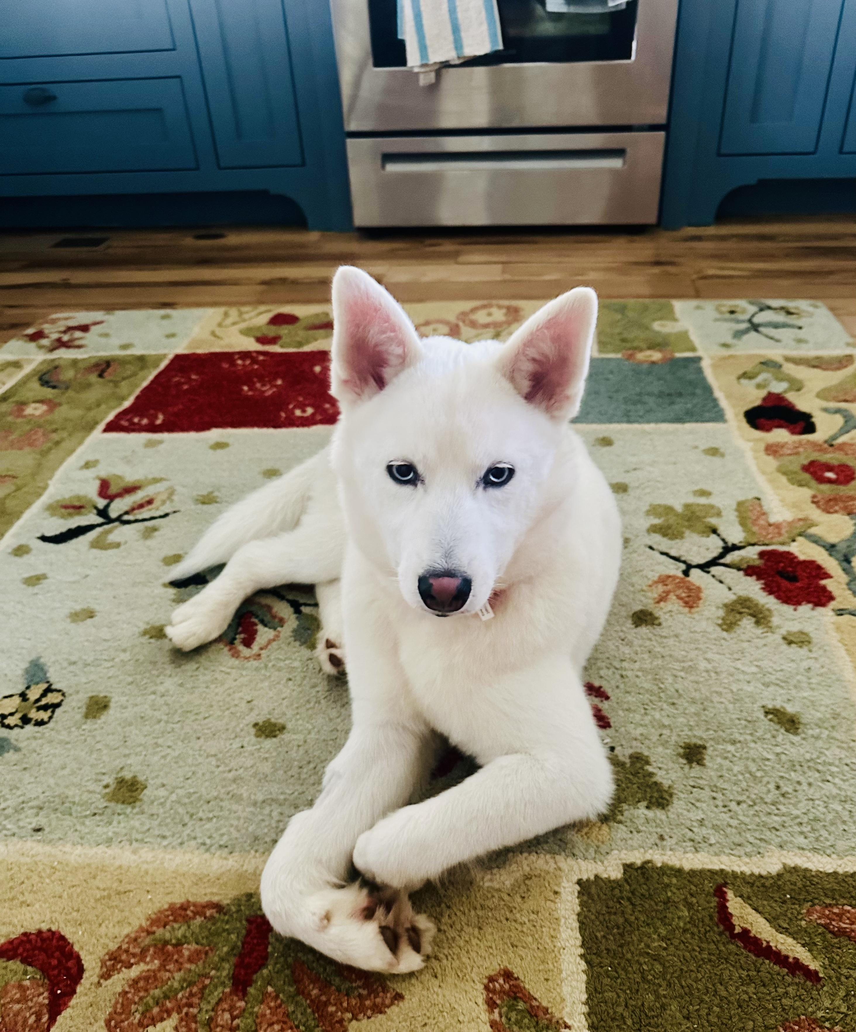 Enlarge Rivers, a Adopted Siberian Husky in Jasper, GA image 6/6