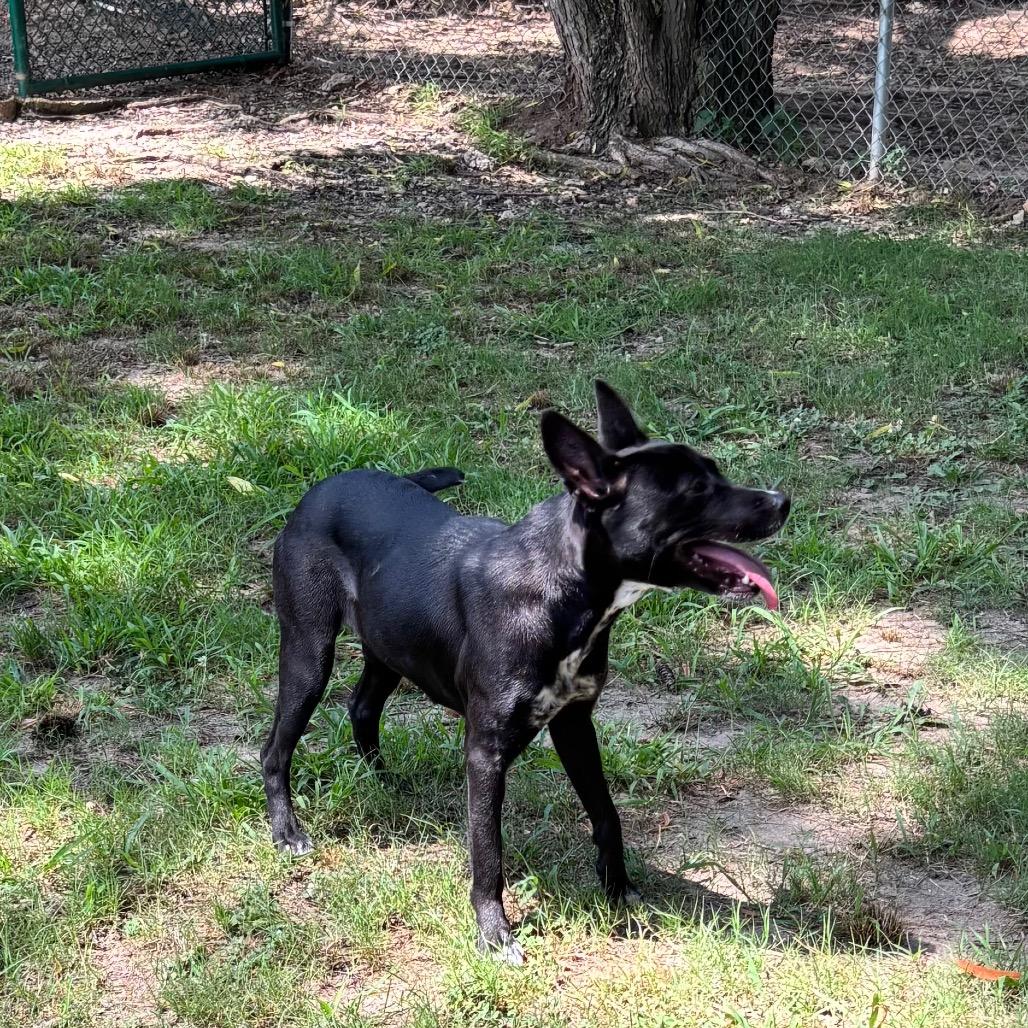 Lee Lee, a Adoptable mixed breed in Little Rock, AR image 1/6