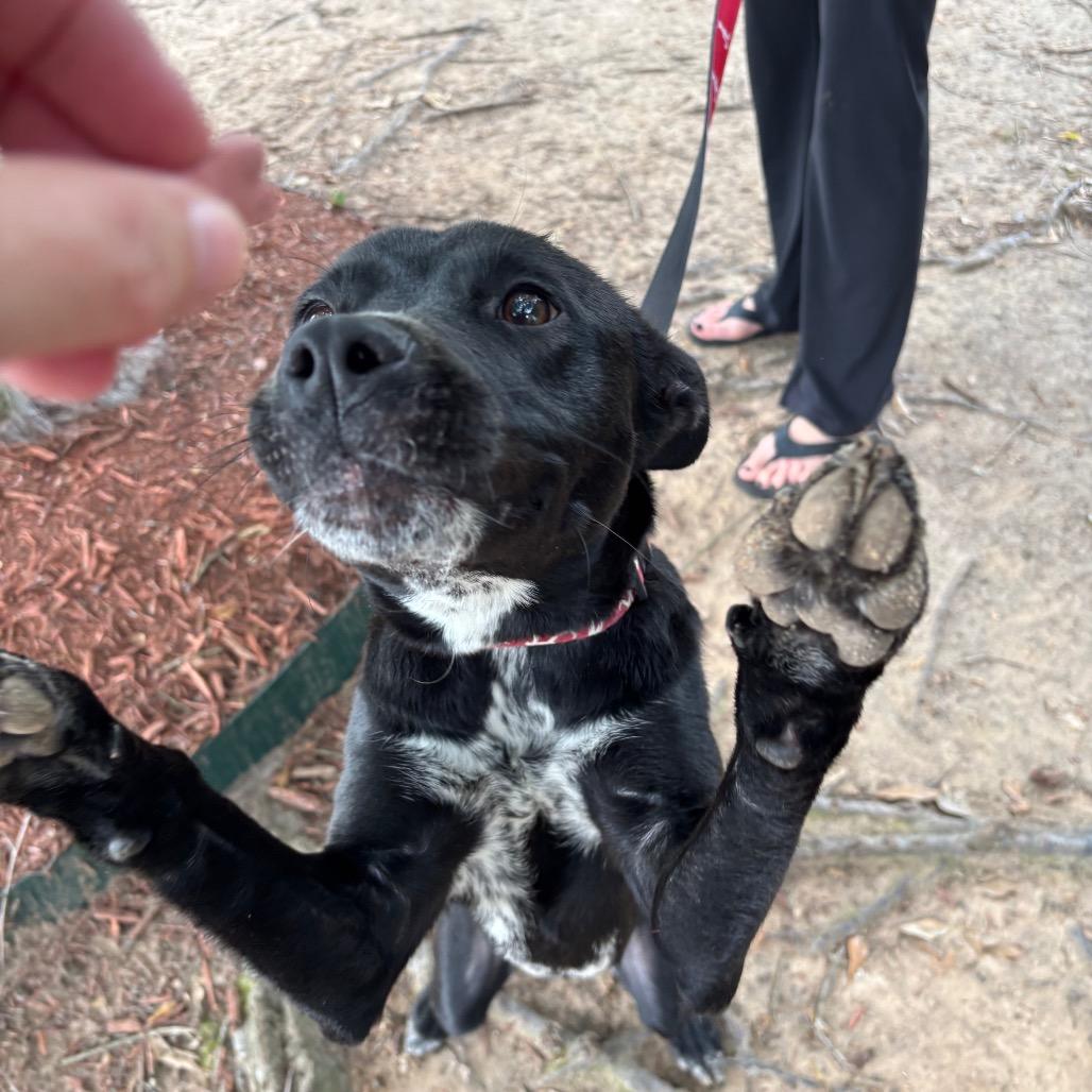 Lee Lee, a Adoptable mixed breed in Little Rock, AR image 2/6