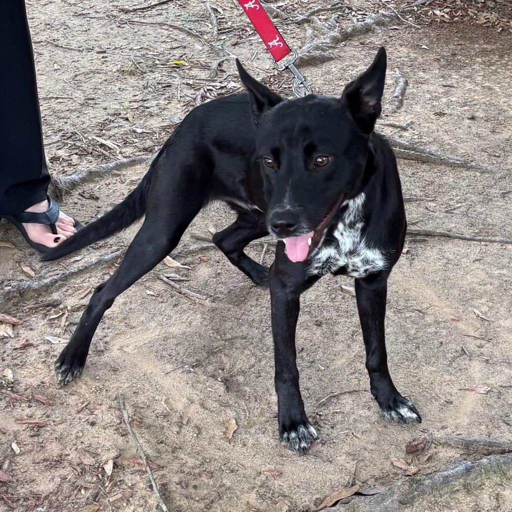 Lee Lee, a Adoptable mixed breed in Little Rock, AR image 3/6