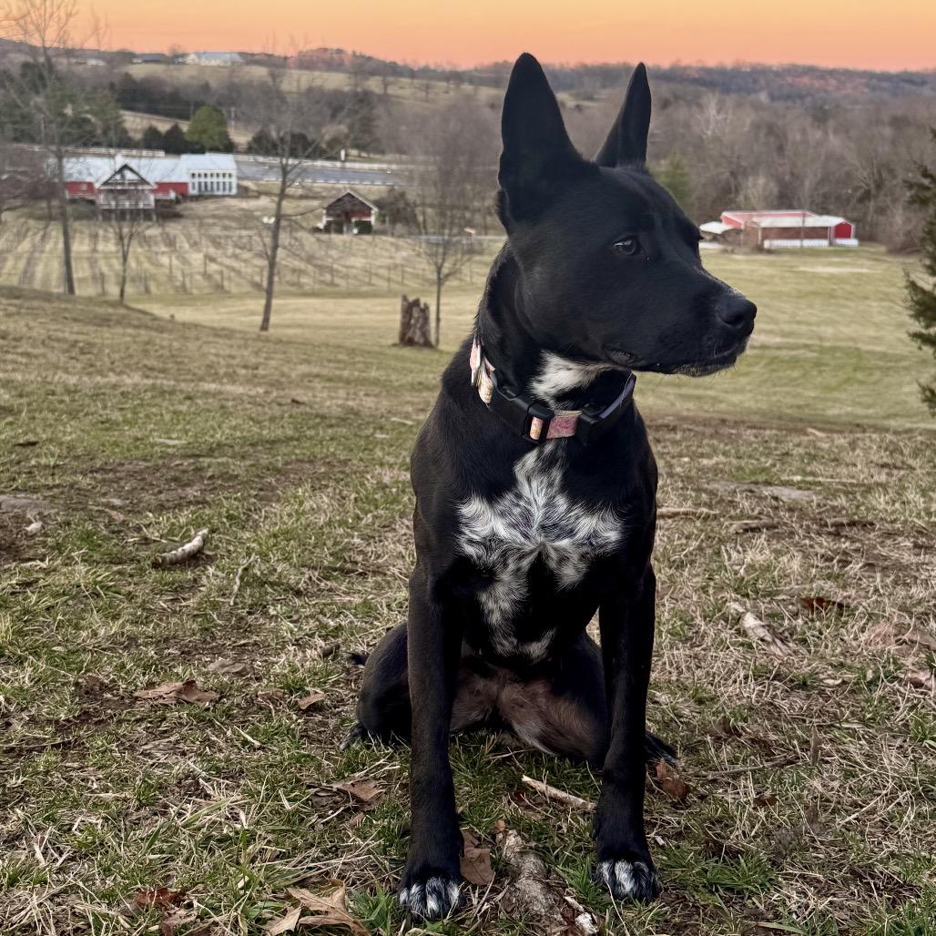 Lee Lee, a Adoptable mixed breed in Little Rock, AR image 4/6