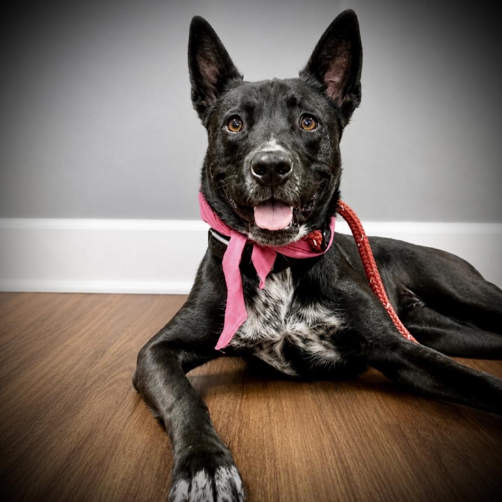 Enlarge Lilly, a Adoptable mixed breed in Little Rock, AR image 4/6