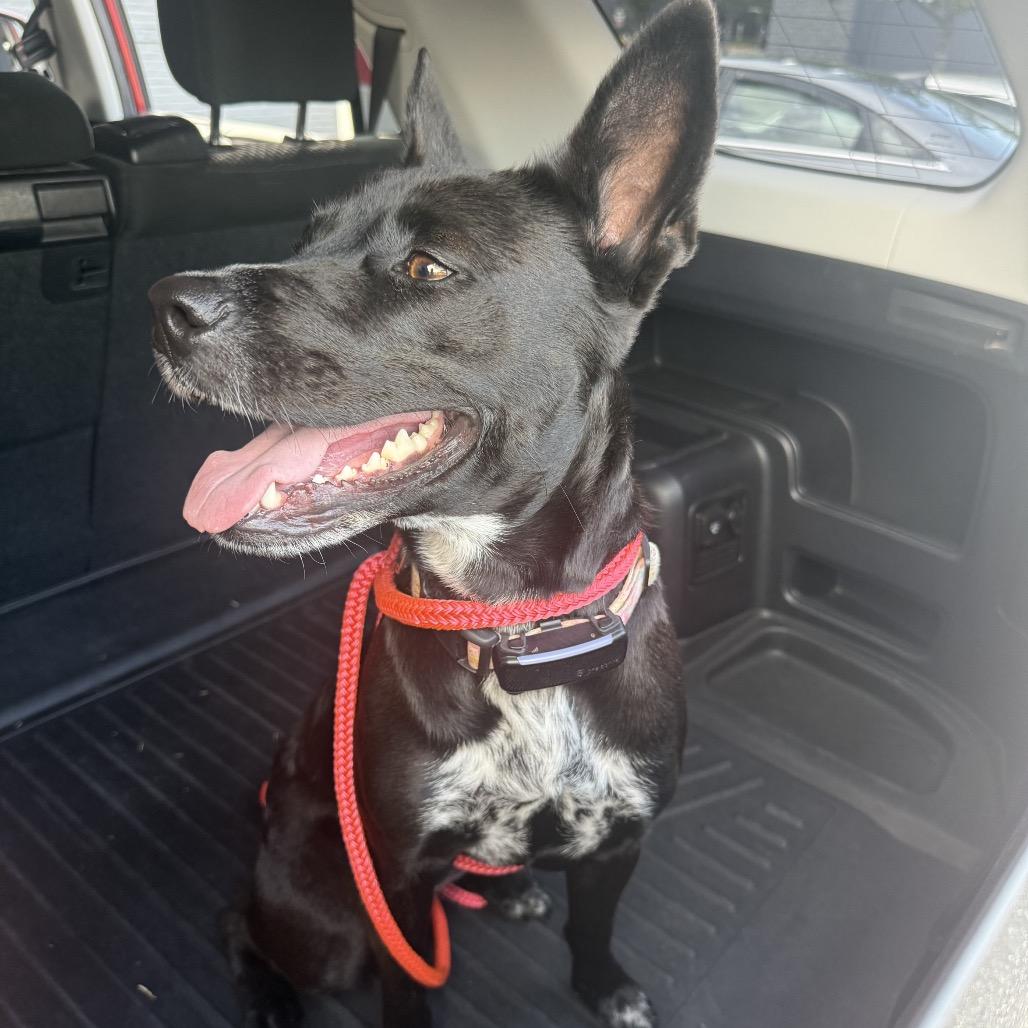 Enlarge Lee Lee, a Adoptable mixed breed in Little Rock, AR image 4/6