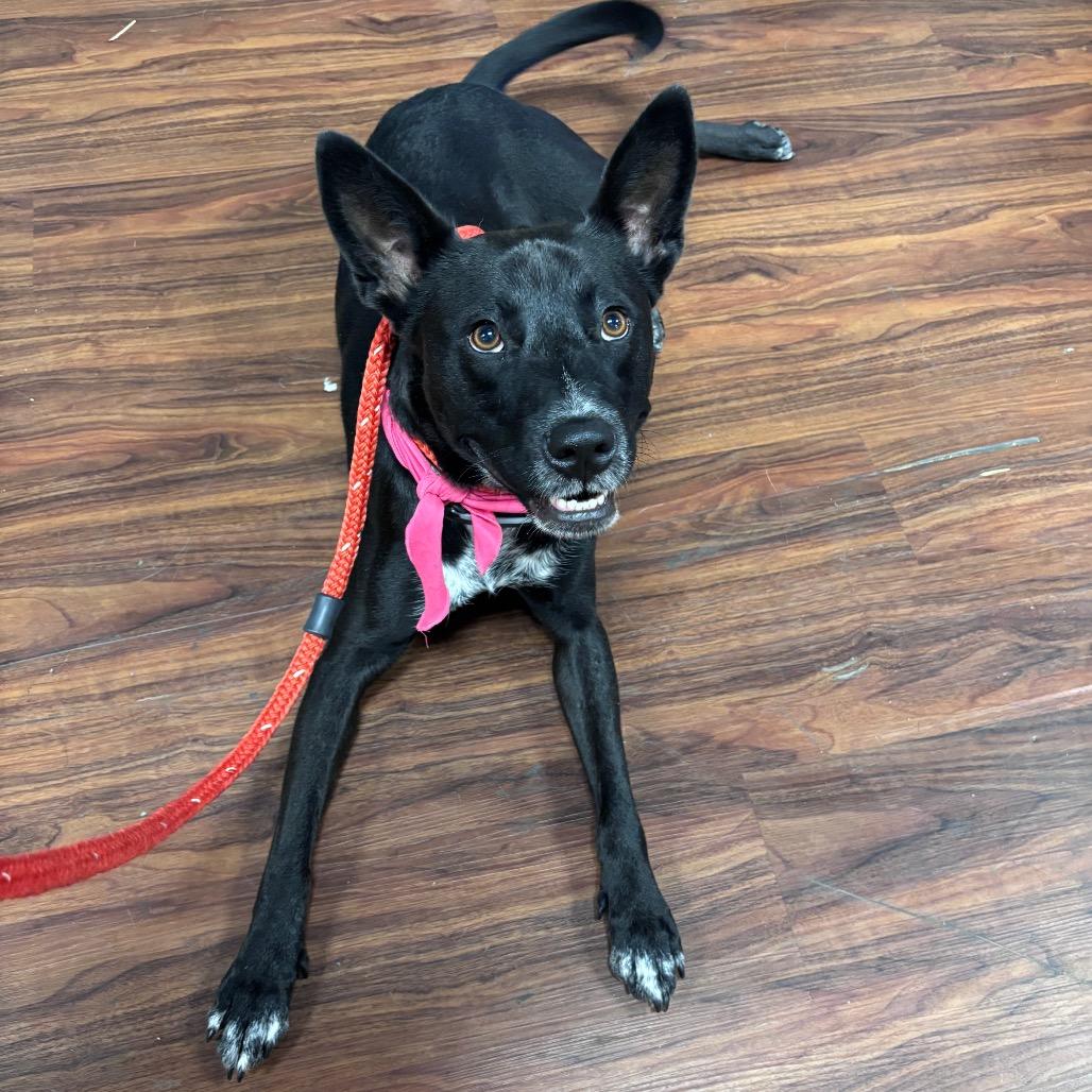 Enlarge Lee Lee, a Adoptable mixed breed in Little Rock, AR image 4/6