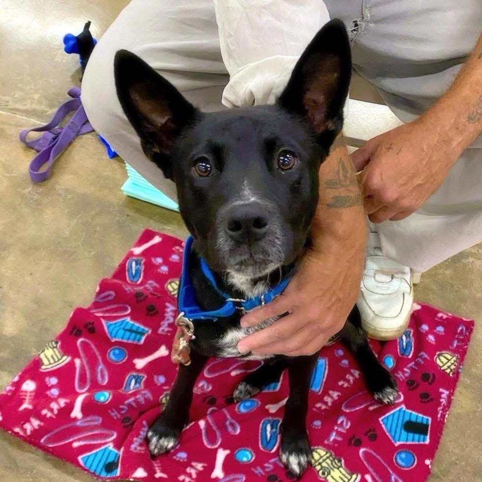 Lee Lee, a Adoptable mixed breed in Little Rock, AR image 6/6