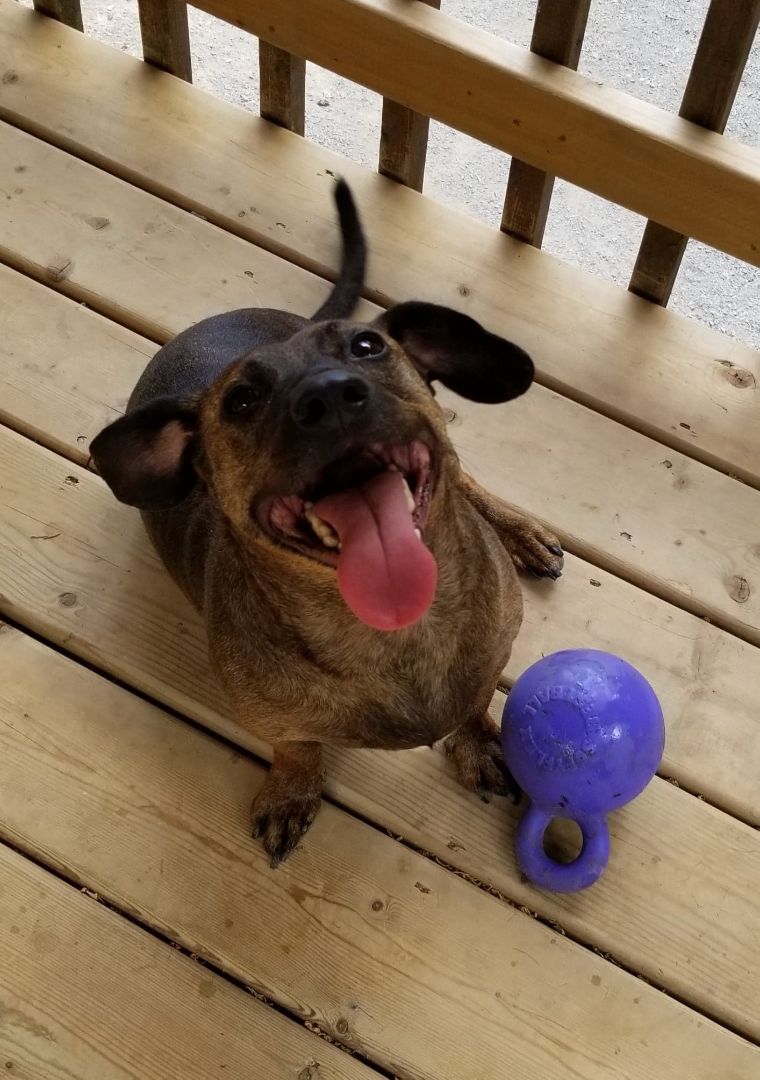 Patrick, a Adopted mixed breed in Warkworth, ON image 1/12