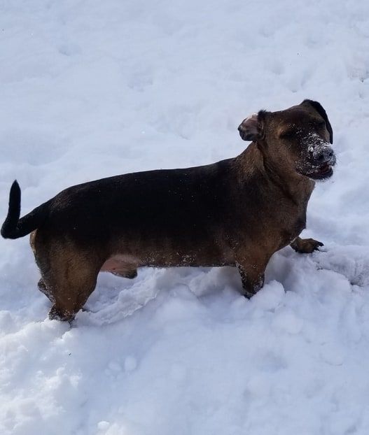 Patrick, a Adopted mixed breed in Warkworth, ON image 2/12