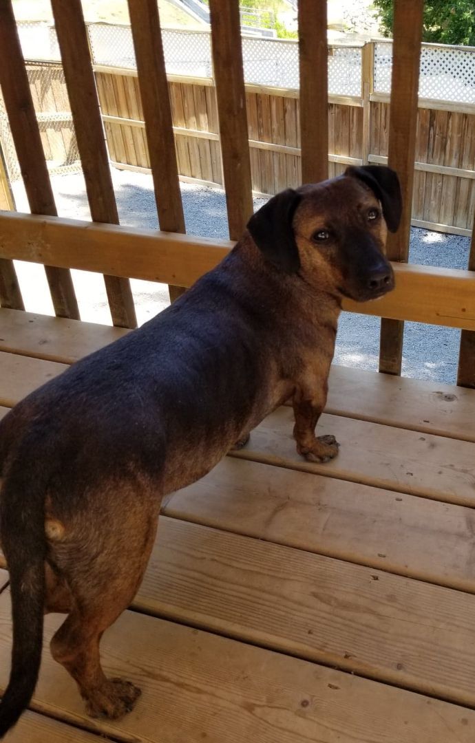 Patrick, a Adopted mixed breed in Warkworth, ON image 3/12